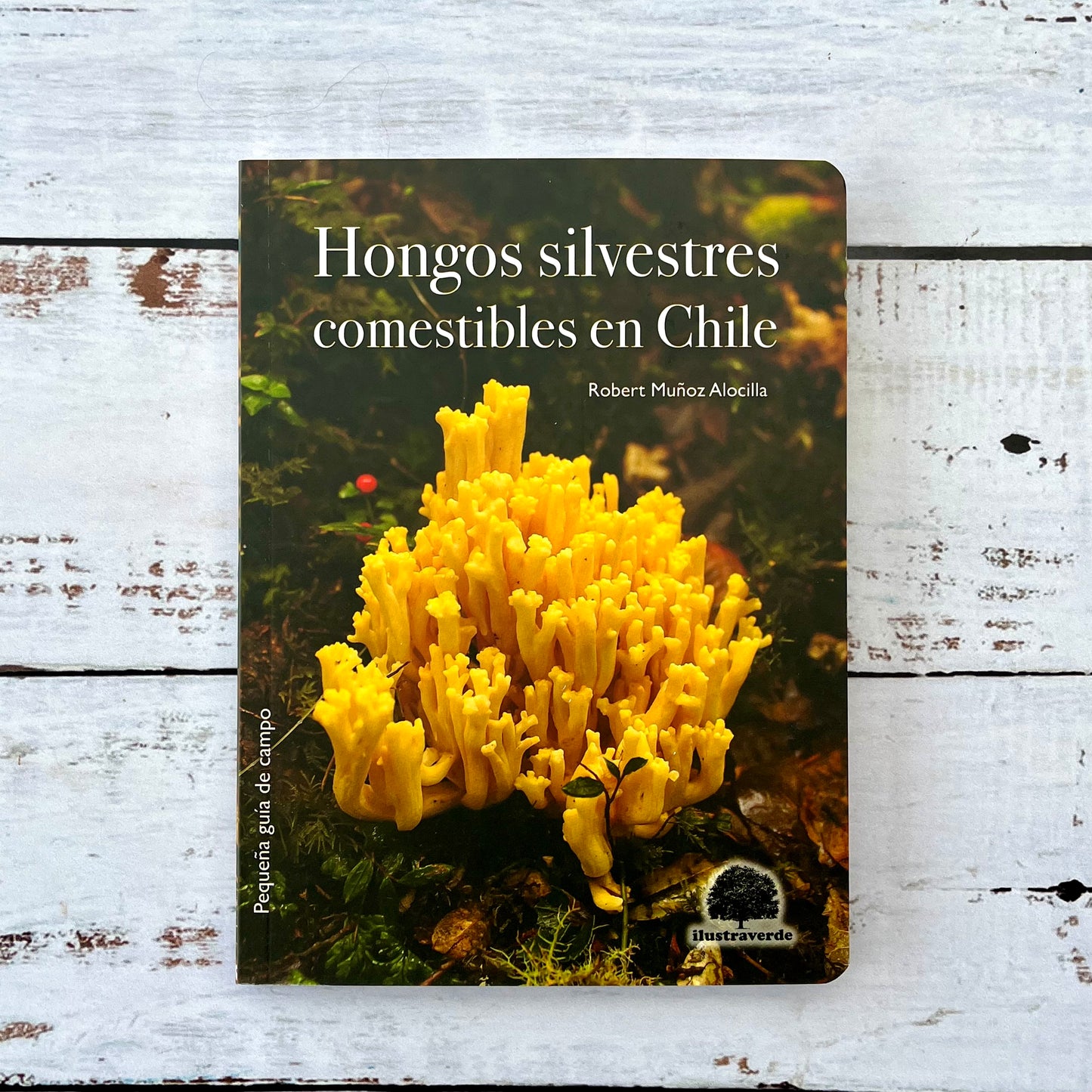 Hongos silvestres comestibles en Chile