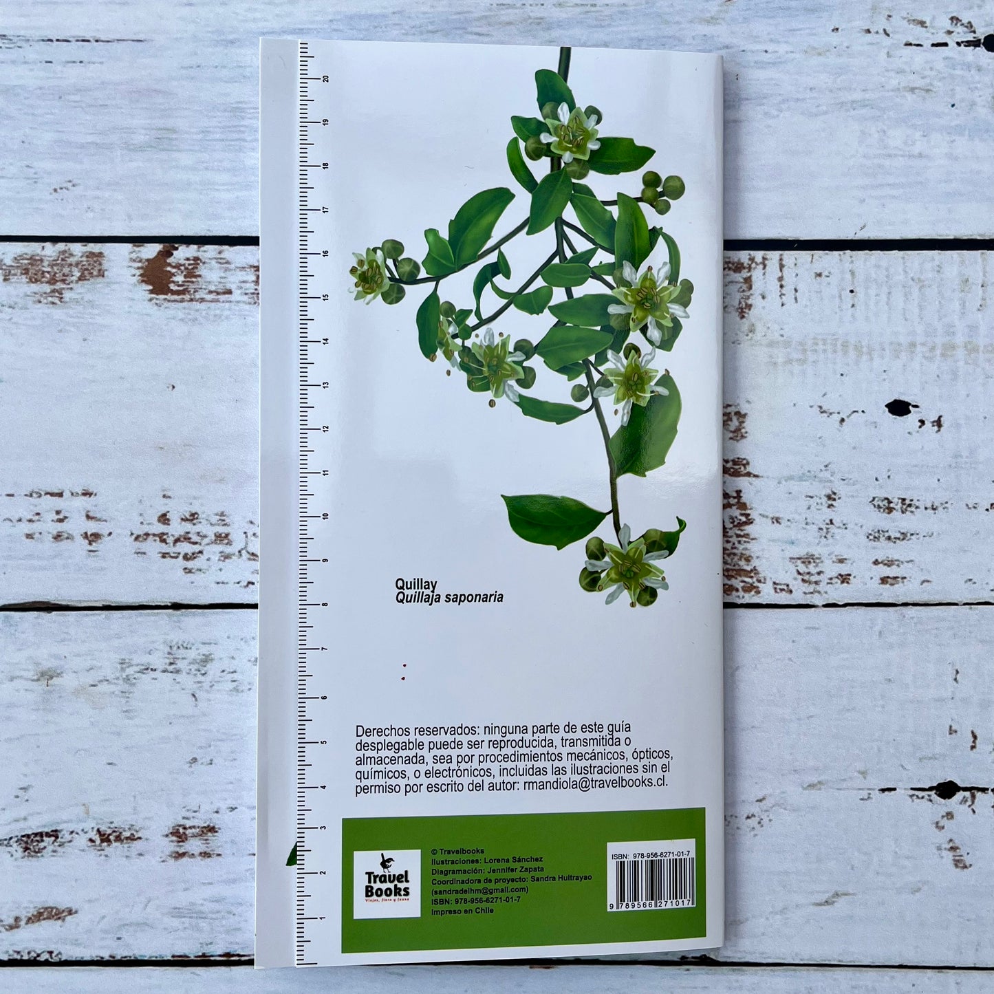Plantas Medicinales de uso tradicional