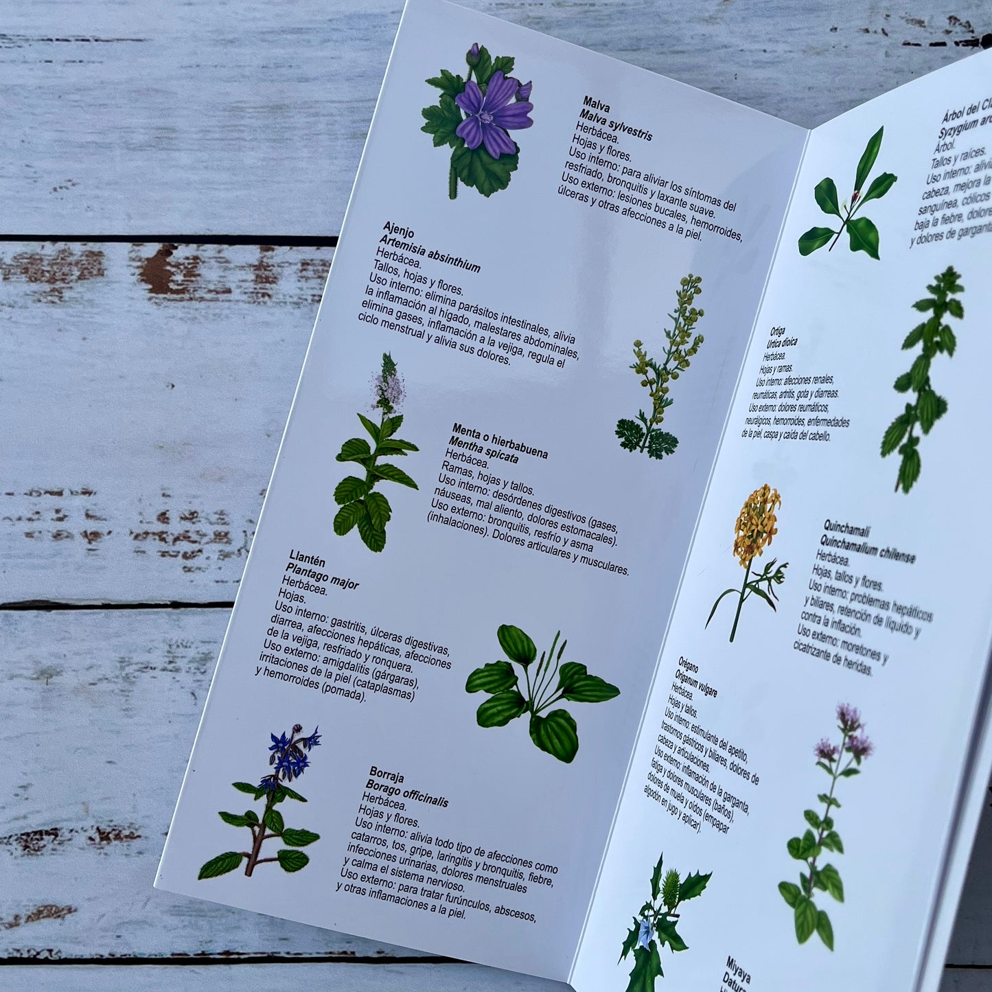 Plantas Medicinales de uso tradicional