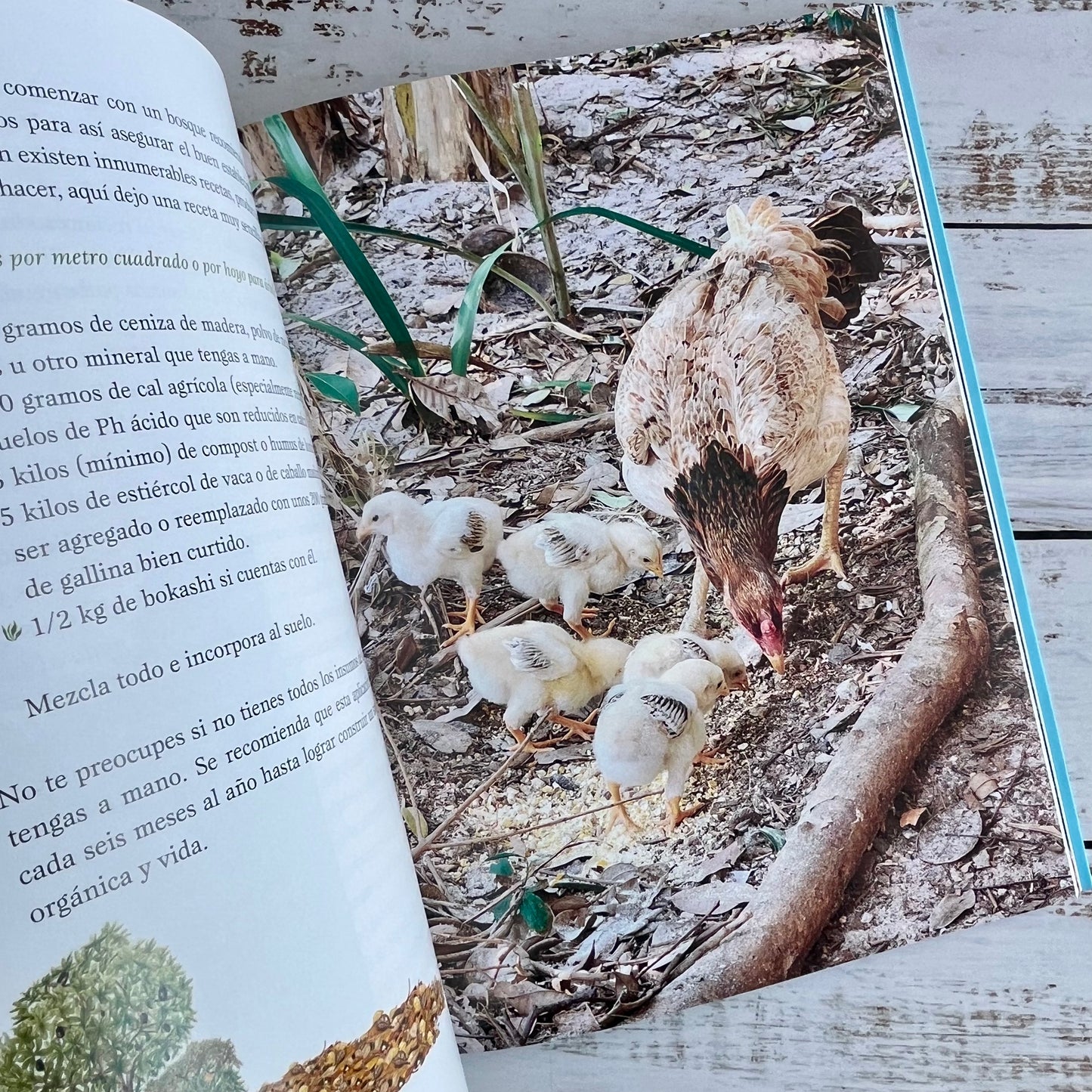 Un bosque de alimentos. Urbano y rural