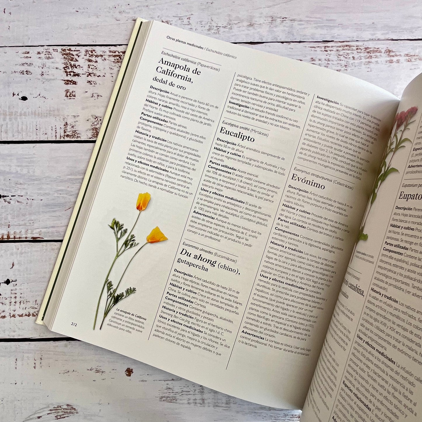 Enciclopedia de plantas medicinales.