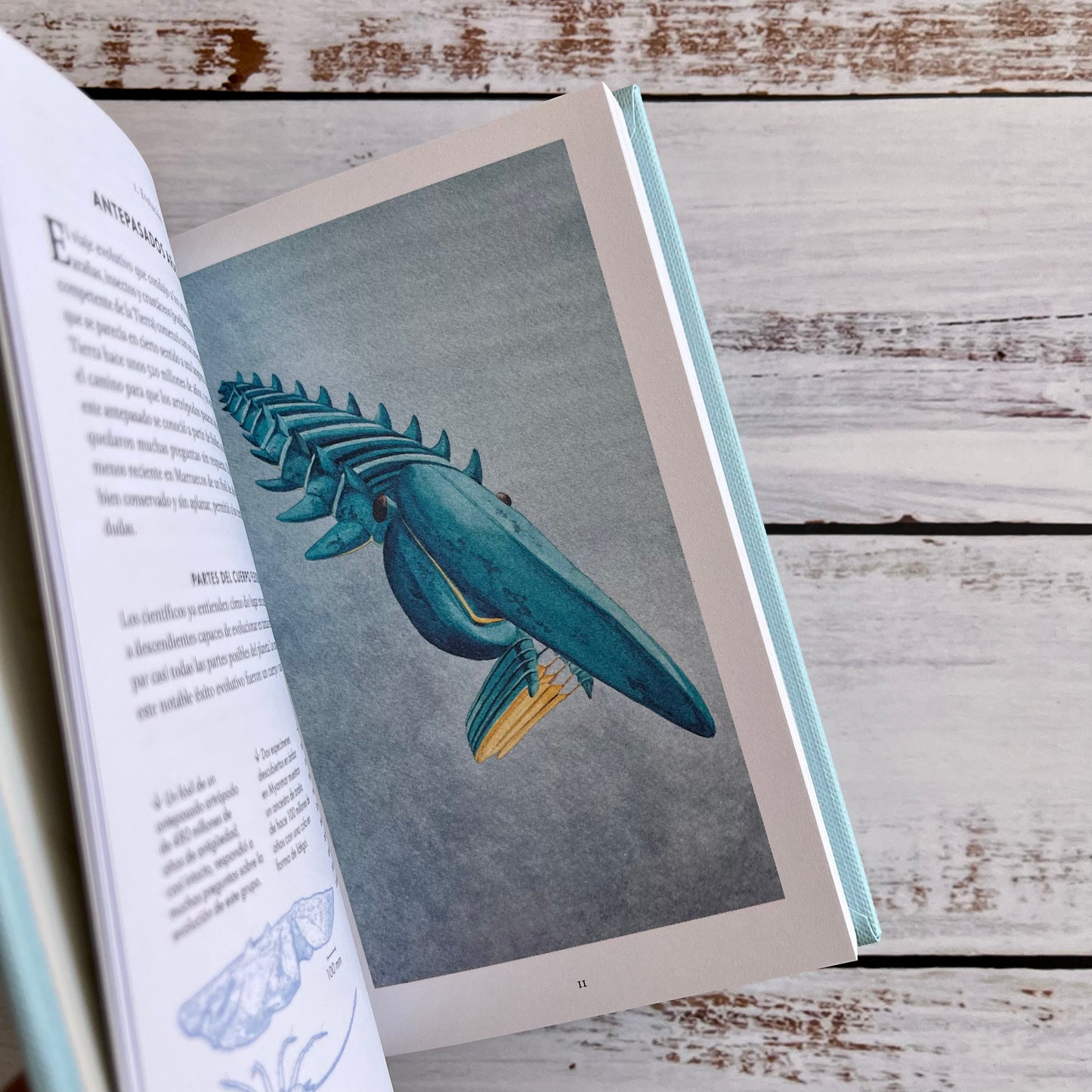 Pequeño libro de la naturaleza. Arañas.