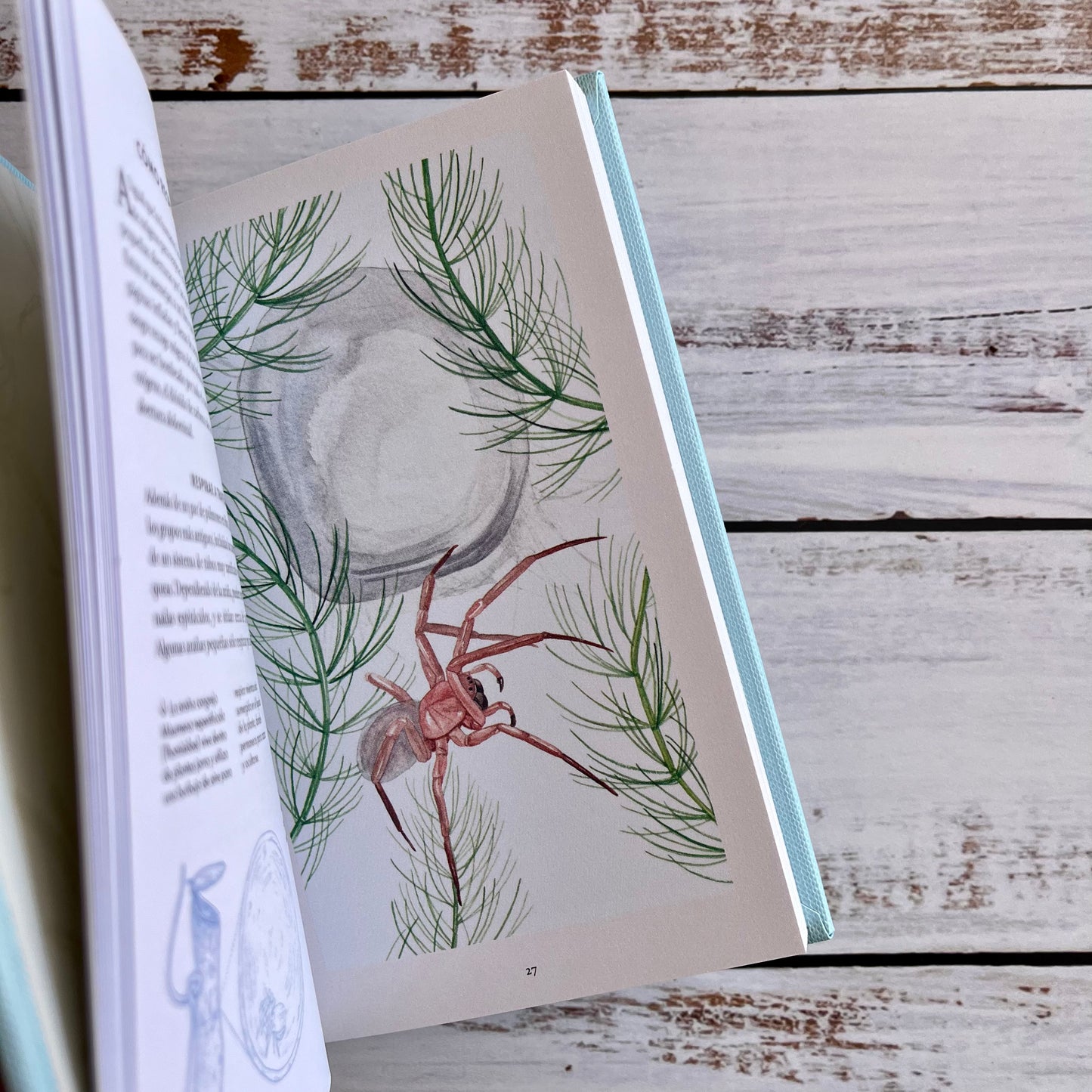Pequeño libro de la naturaleza. Arañas.