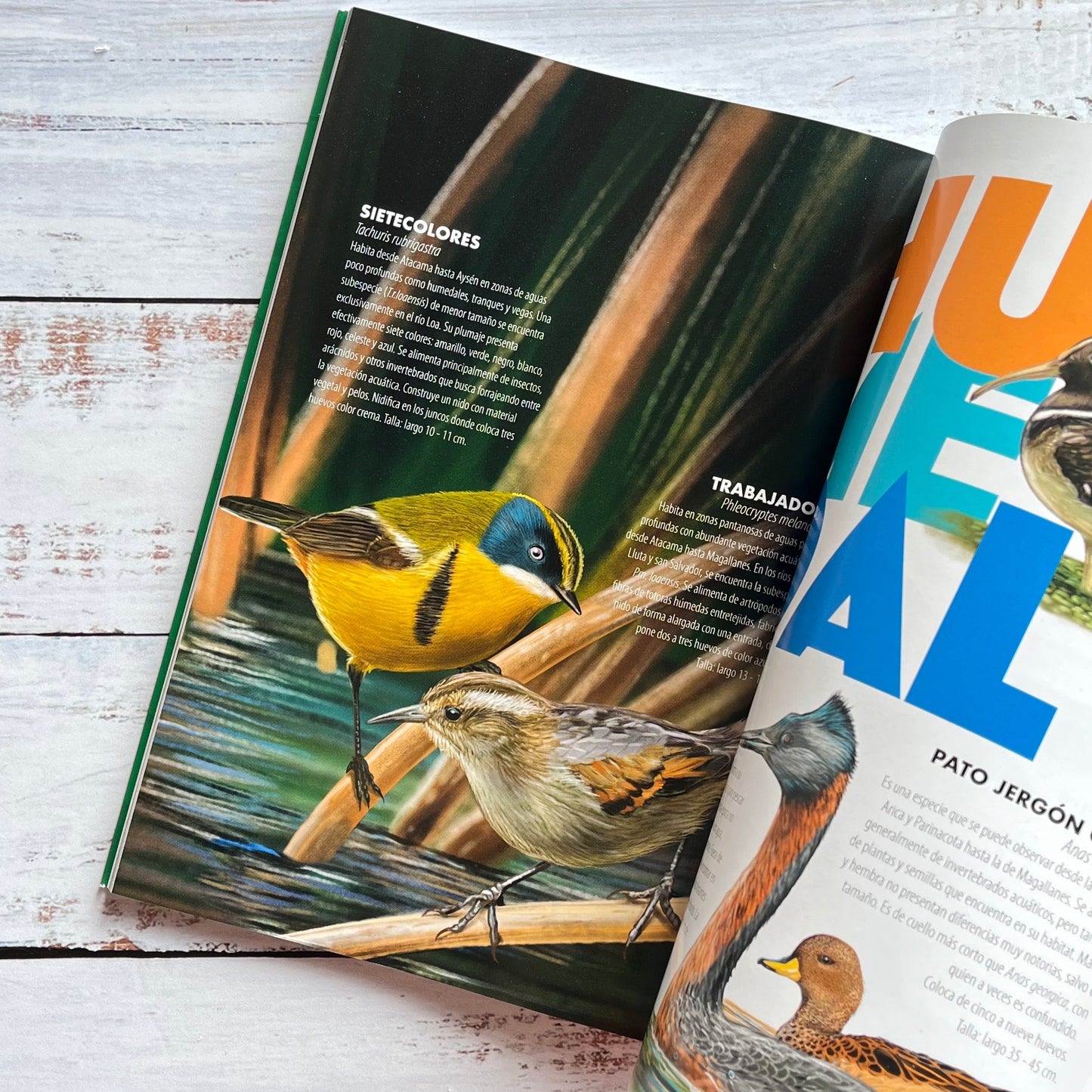 De chincol a jote. Aves chilenas imprescindibles (Ed 2025)