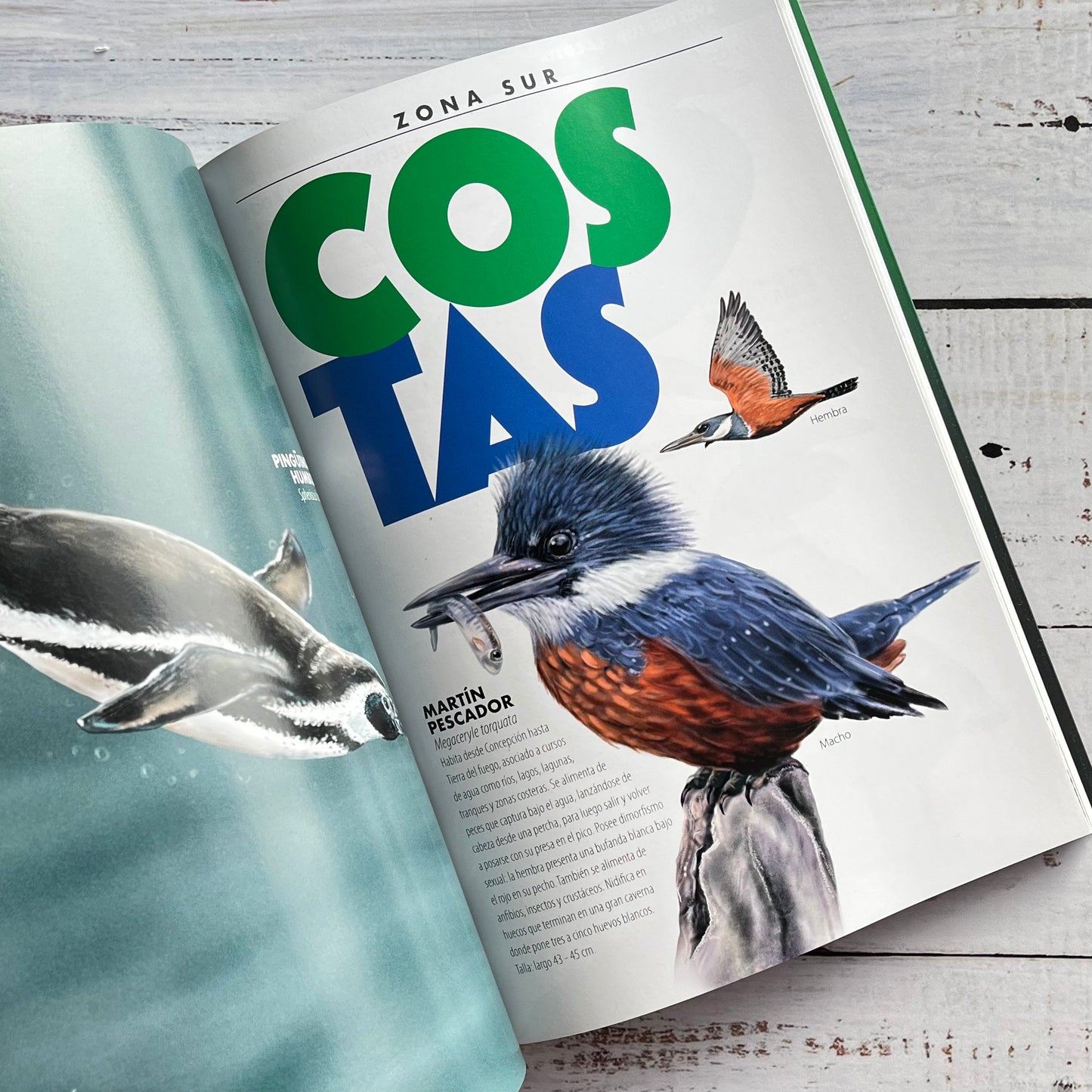 De chincol a jote. Aves chilenas imprescindibles (Ed 2025)