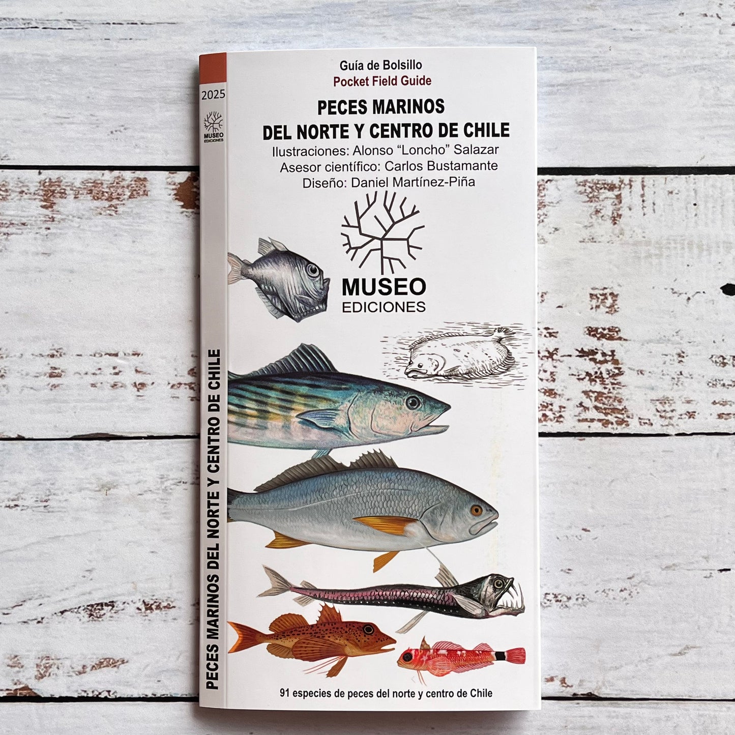 Guía plegable: Peces marinos del norte y centro de Chile