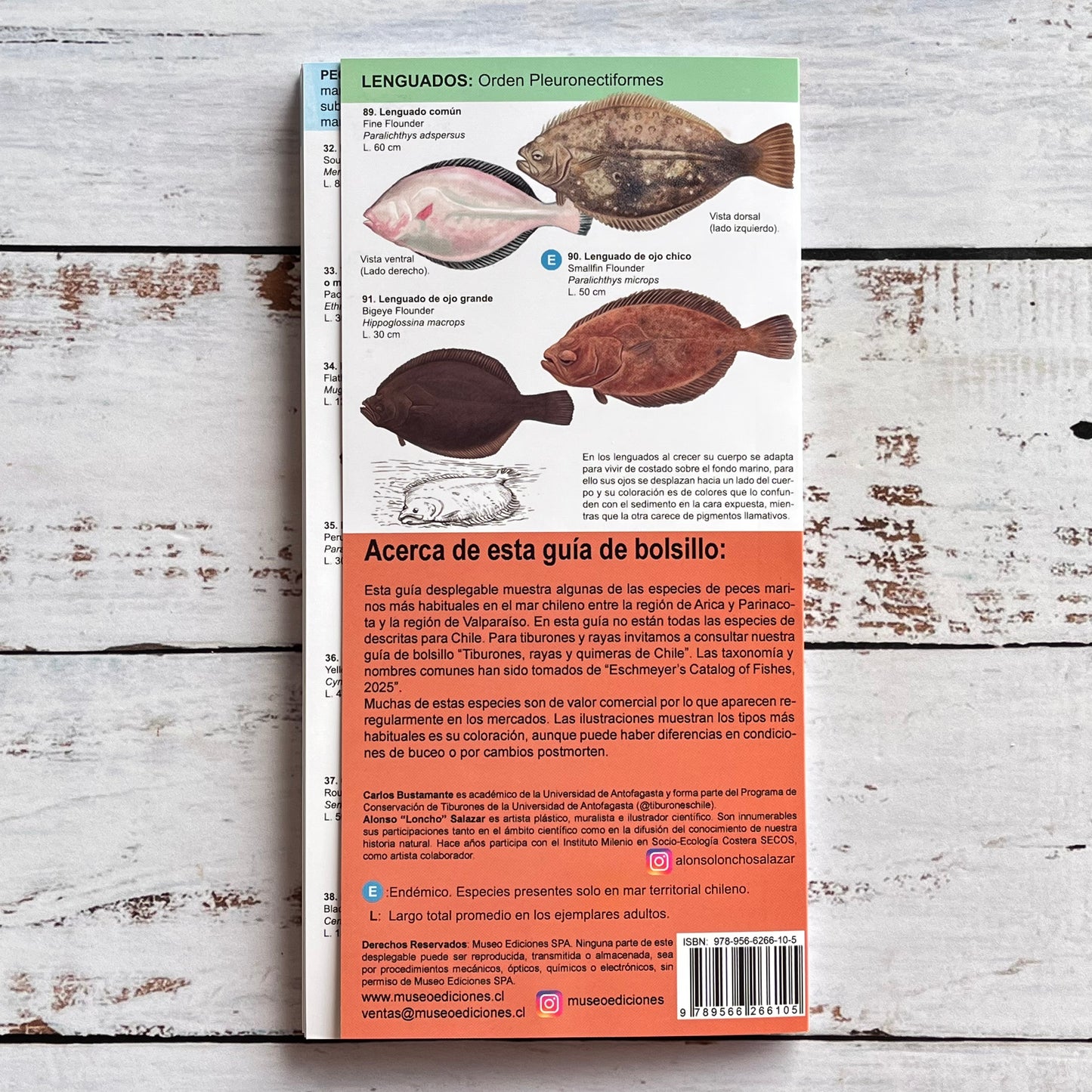 Guía plegable: Peces marinos del norte y centro de Chile