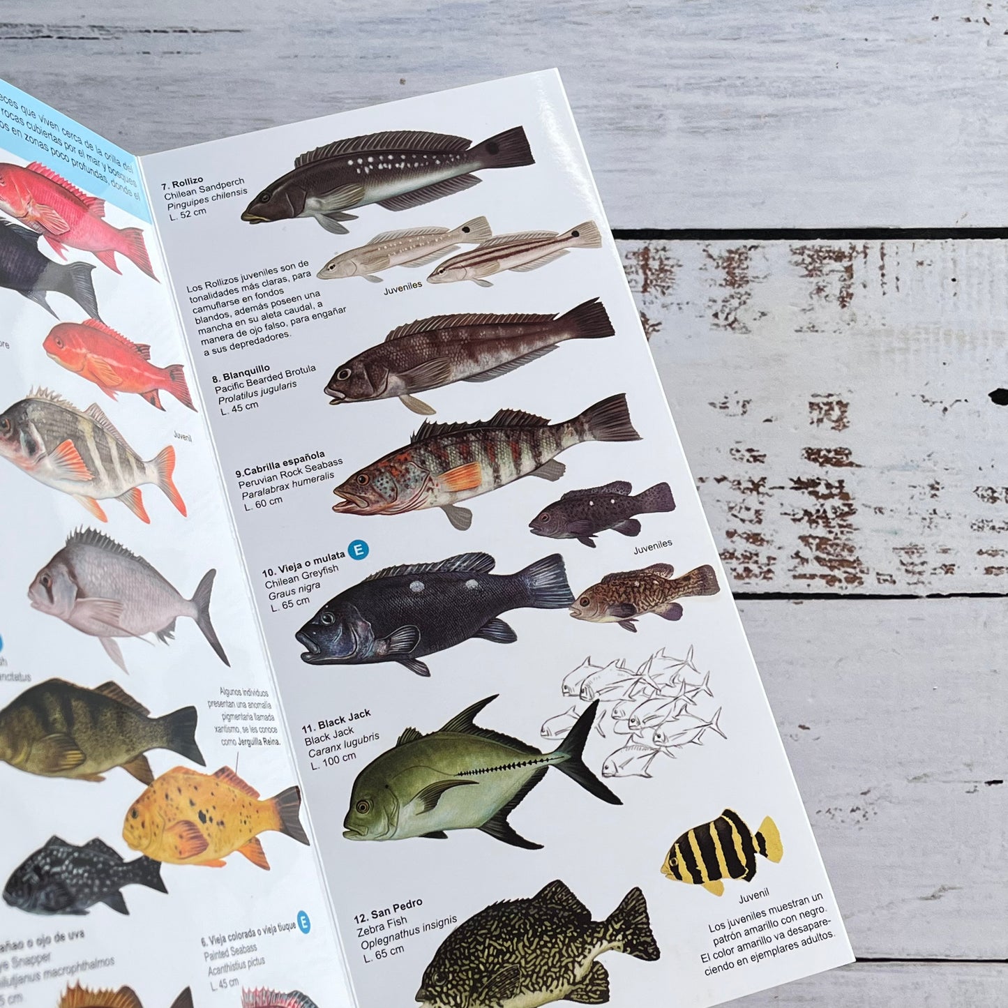 Guía plegable: Peces marinos del norte y centro de Chile