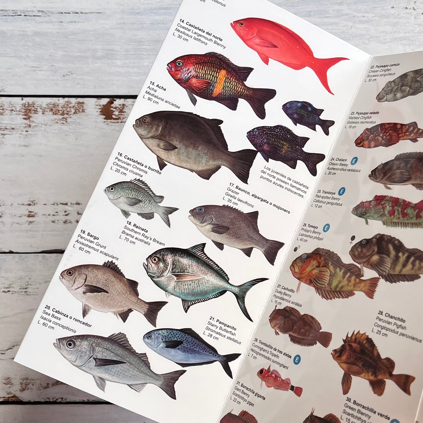 Guía plegable: Peces marinos del norte y centro de Chile