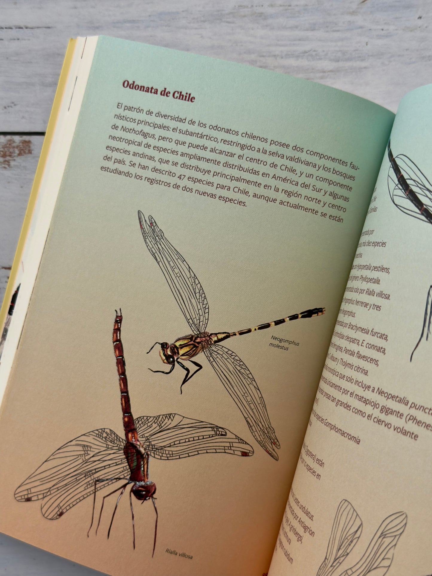 Insectos de Chile. Guía para la identificación y conservación de especies nativas.