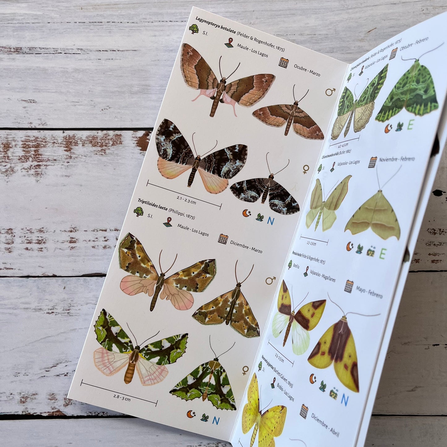 Guía plegable: Lepidópteros de Chile