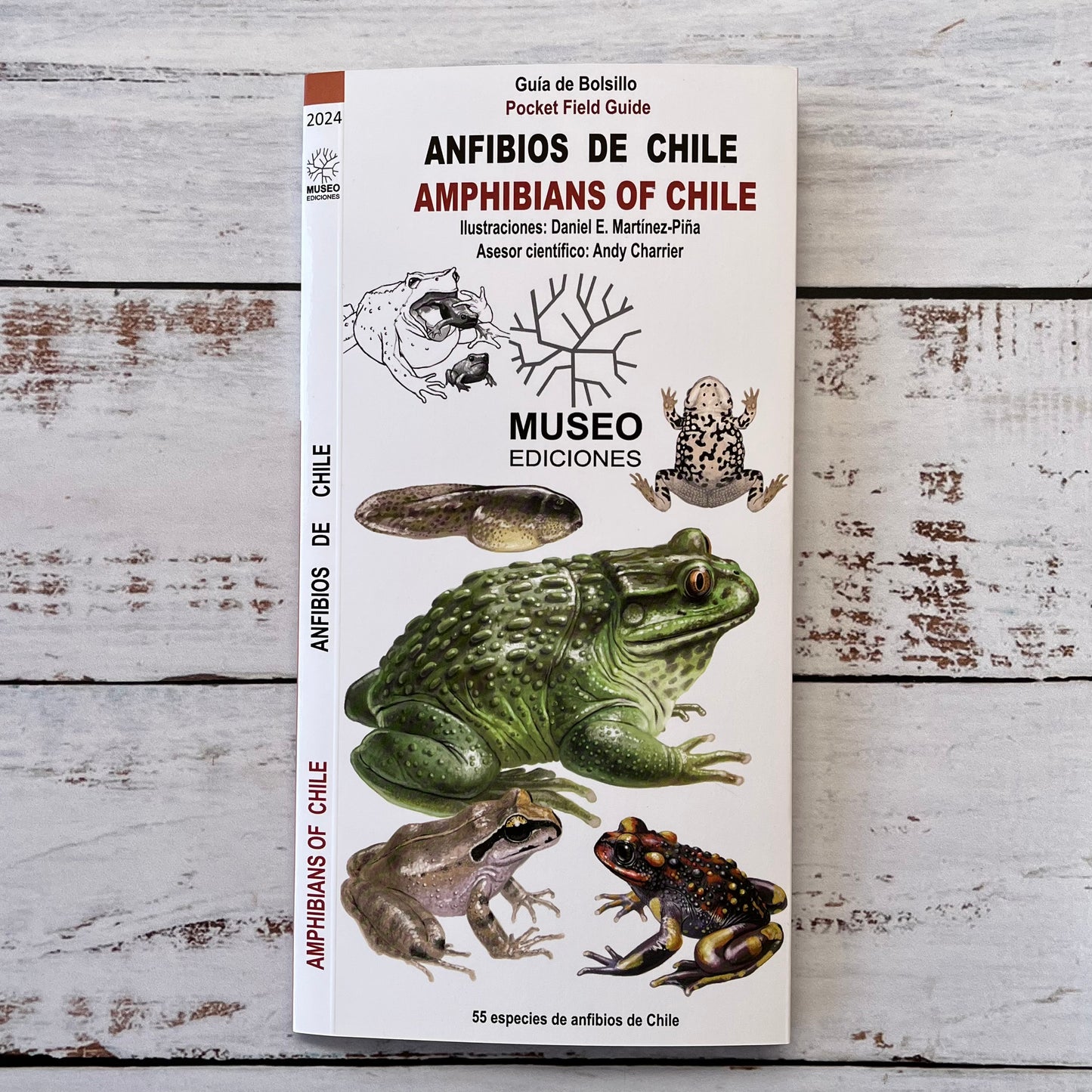 Guía plegable: Anfibios de Chile