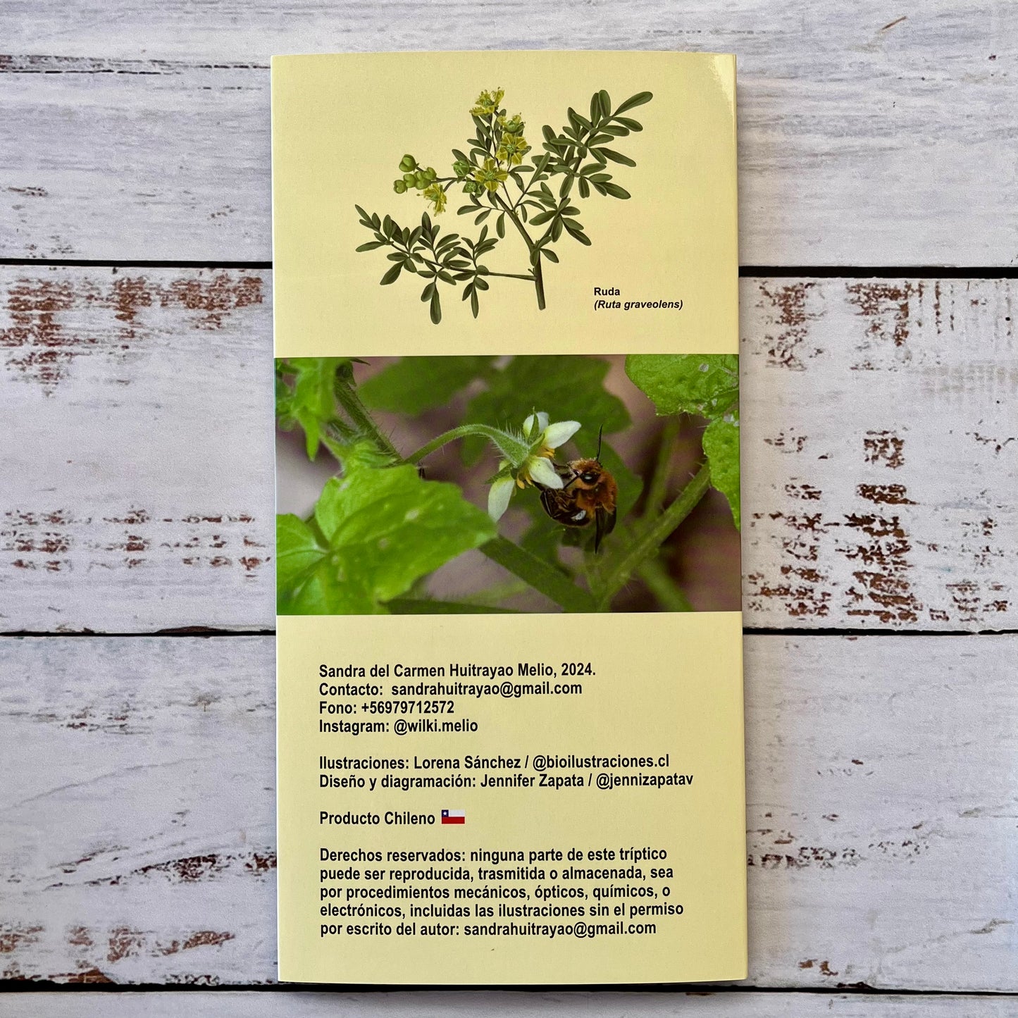 Plantas medicinales que atraen polinizadores (Tríptico)