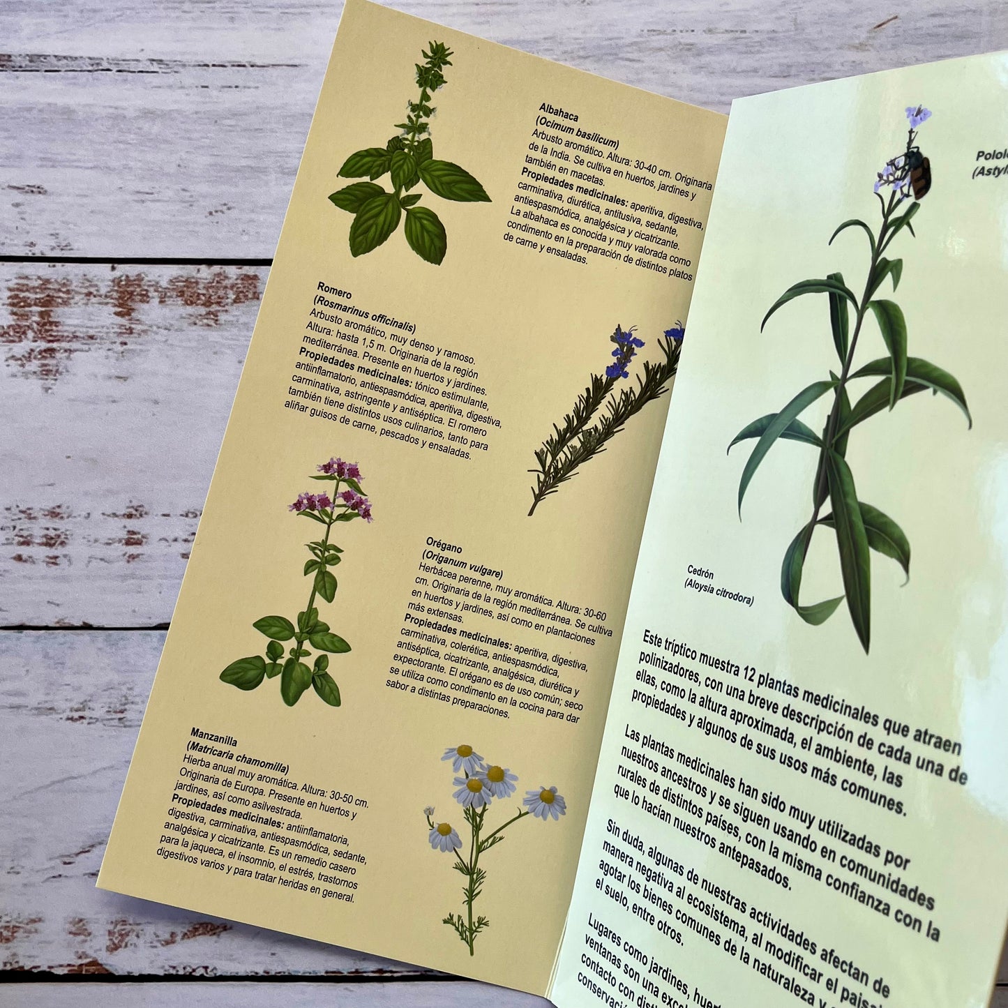 Plantas medicinales que atraen polinizadores (Tríptico)