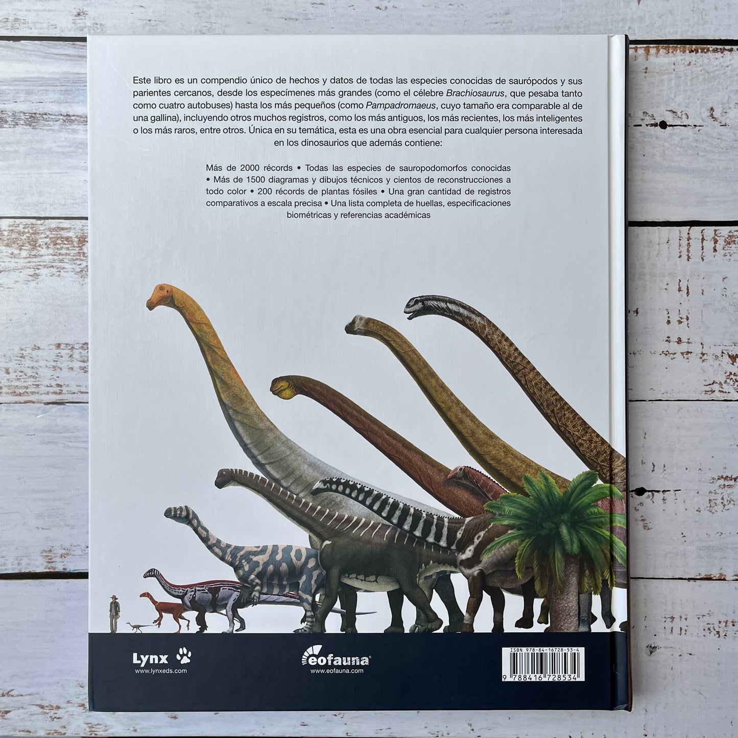 Récords y curiosidades de los Dinosaurios. Saurópodos y otros saurodomorfos.