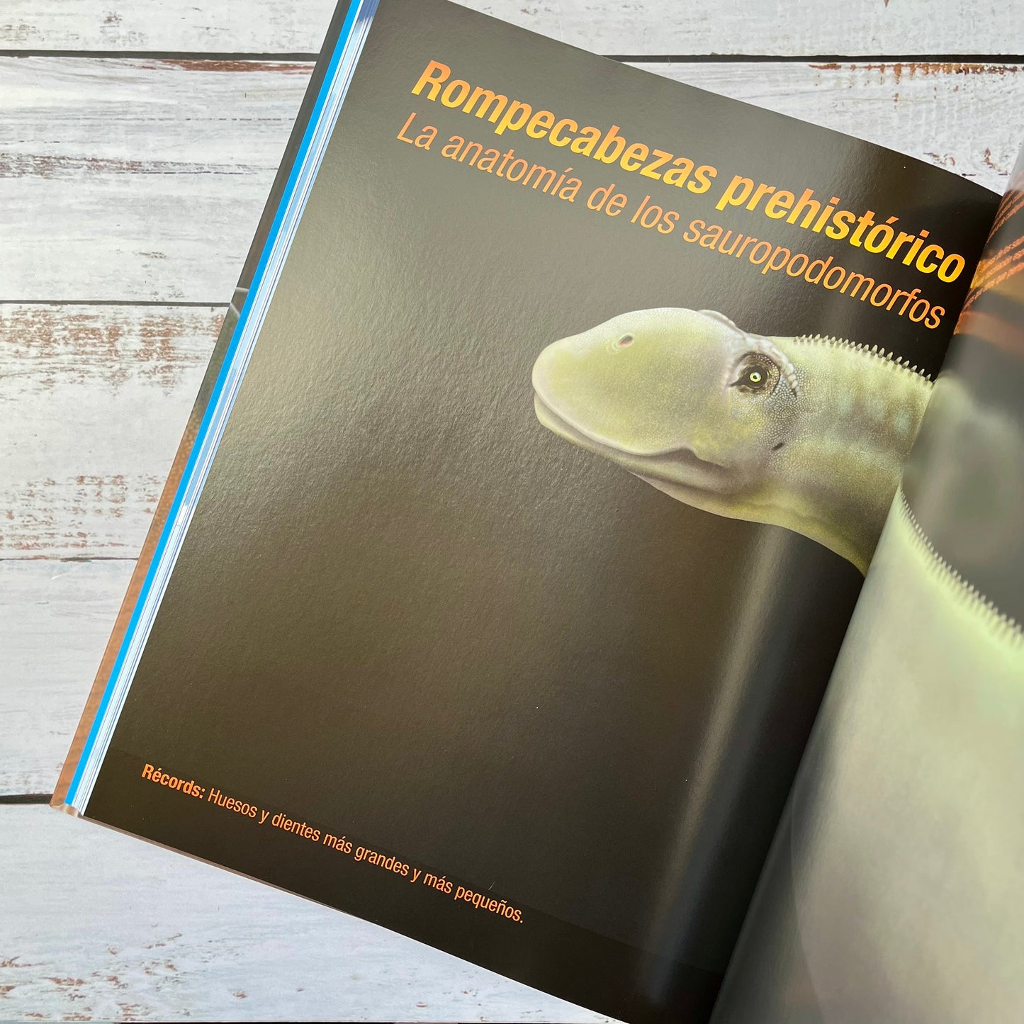 Récords y curiosidades de los Dinosaurios. Saurópodos y otros saurodomorfos.