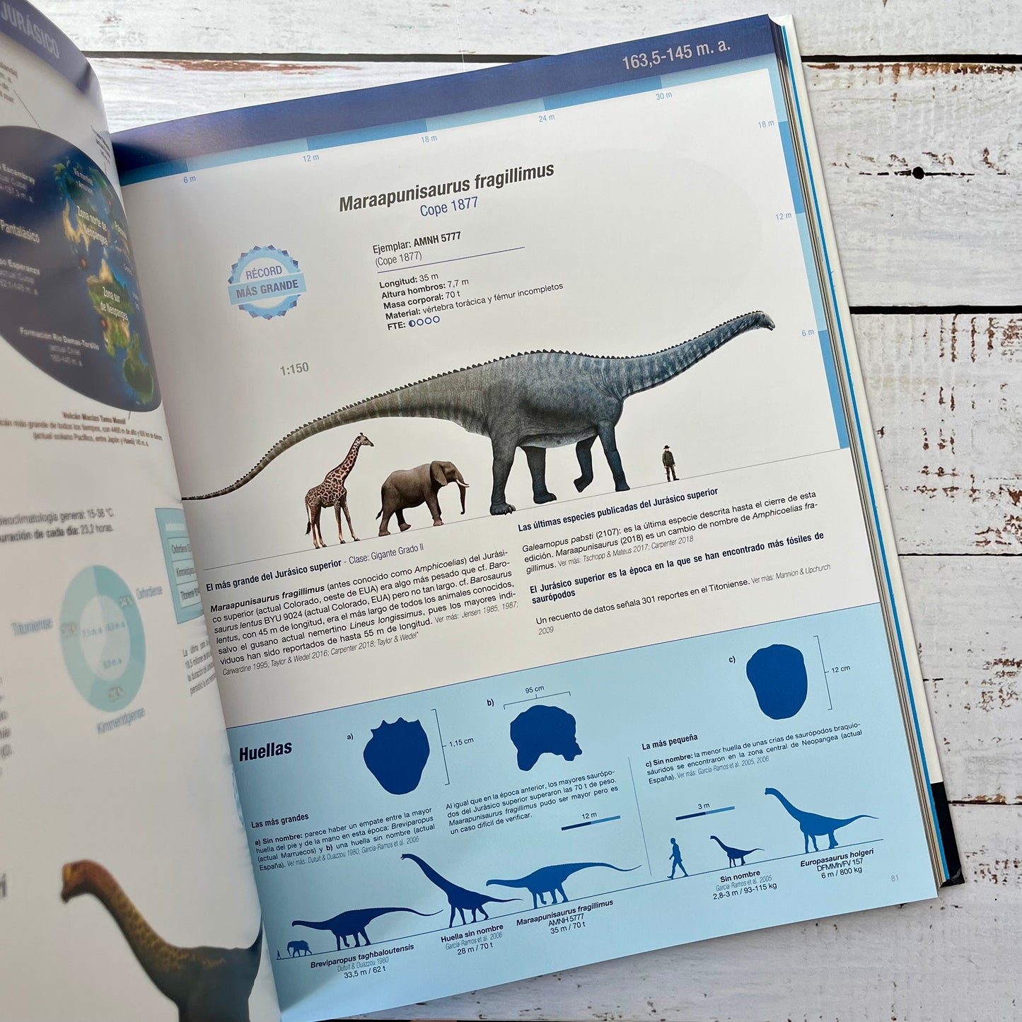 Récords y curiosidades de los Dinosaurios. Saurópodos y otros saurodomorfos.