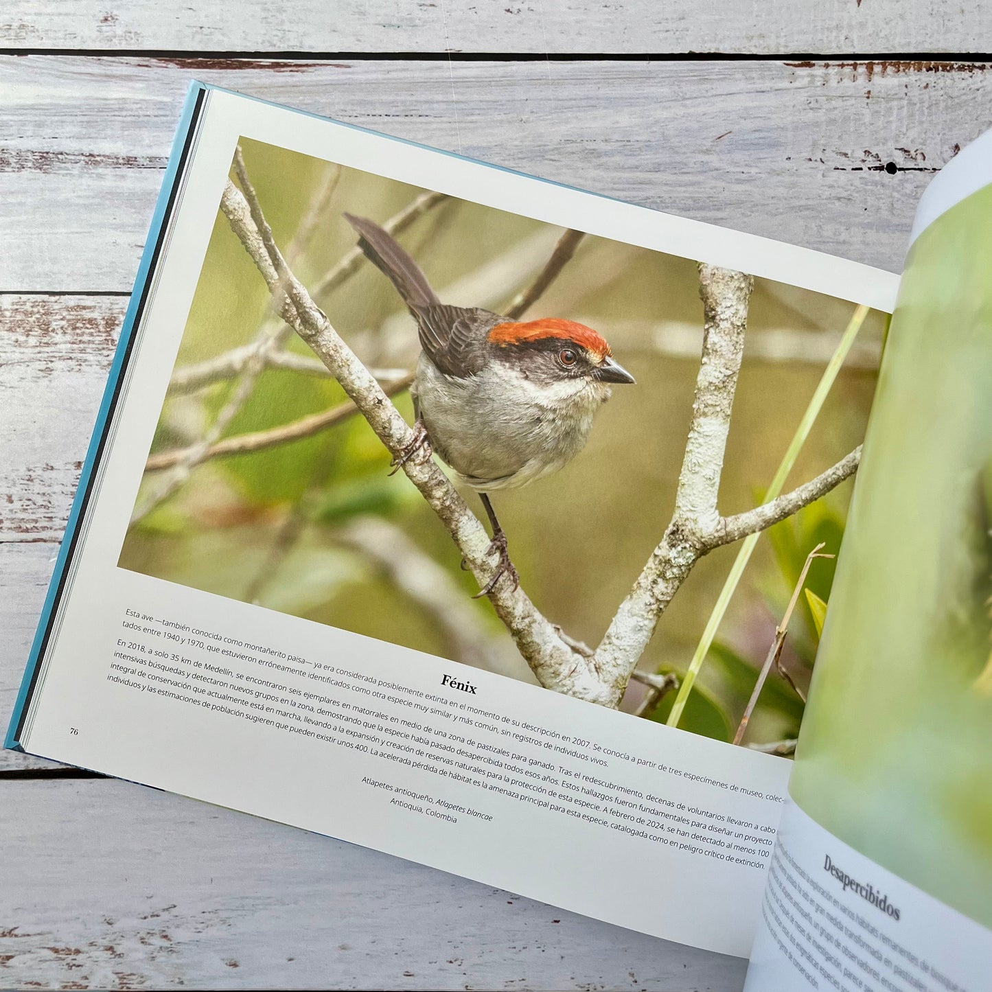 Portafolio 1. Fotografías e historias de aves extraordinarias.