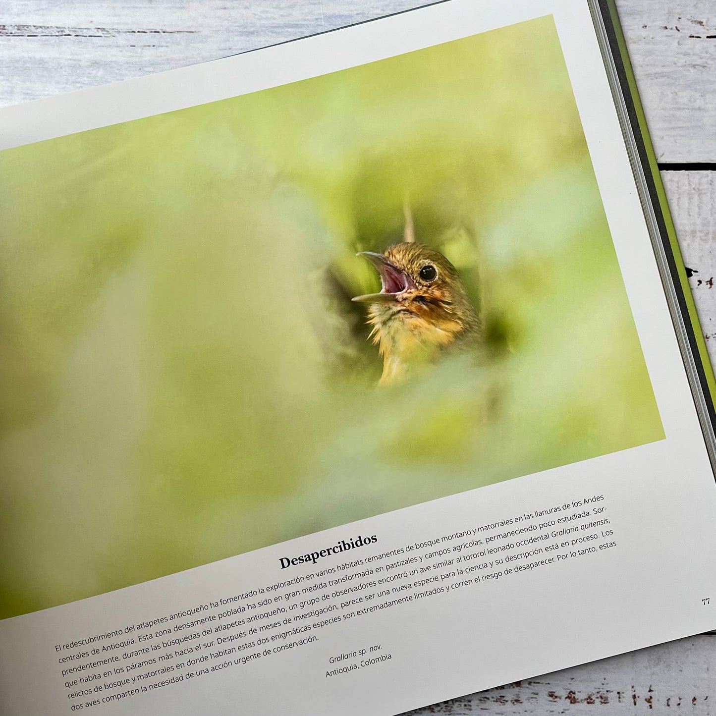 Portafolio 1. Fotografías e historias de aves extraordinarias.