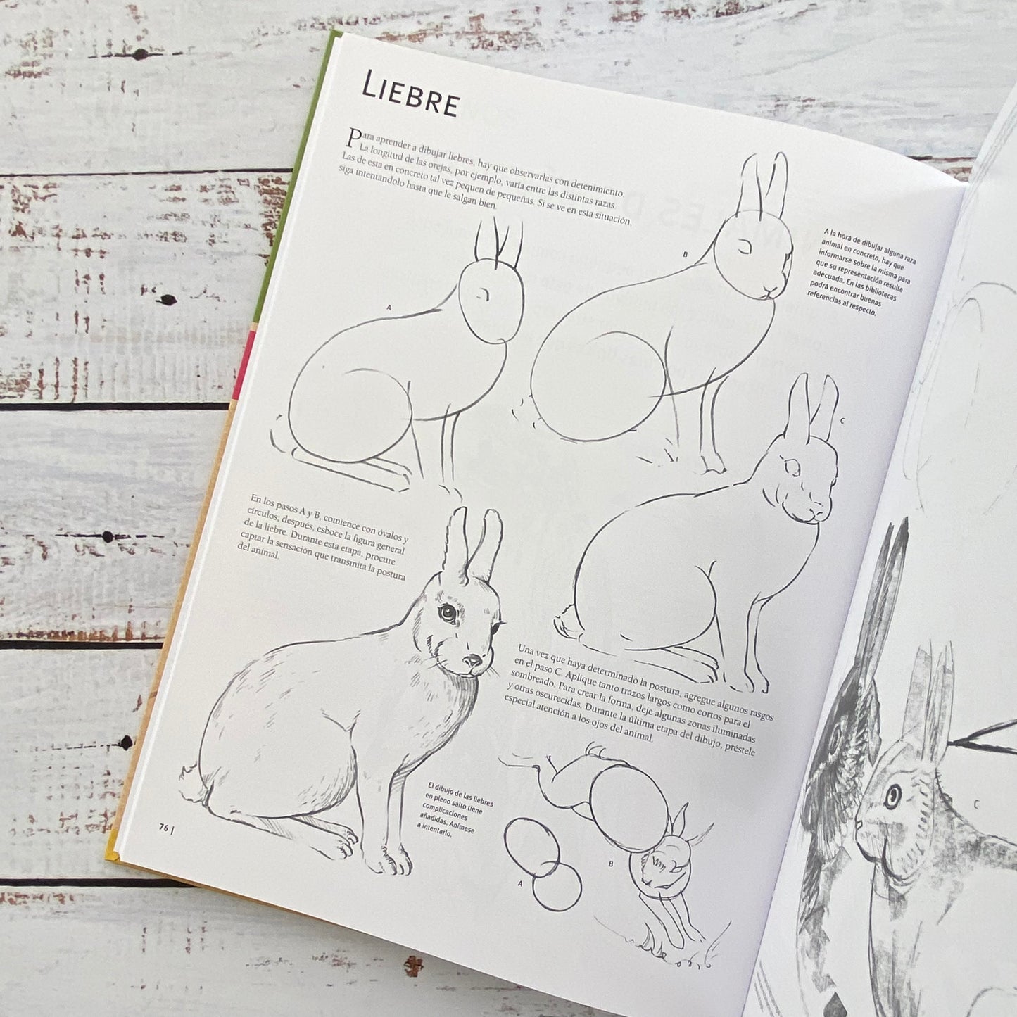 Guía completa de dibujo. Animales