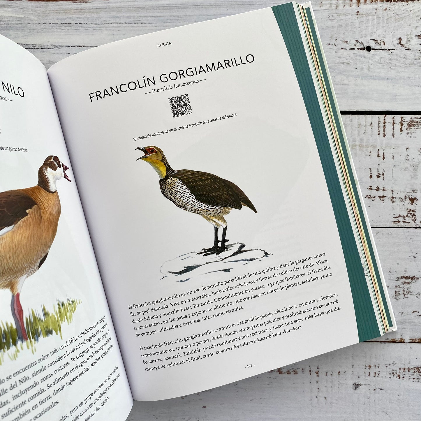200 cantos de aves de todo el mundo