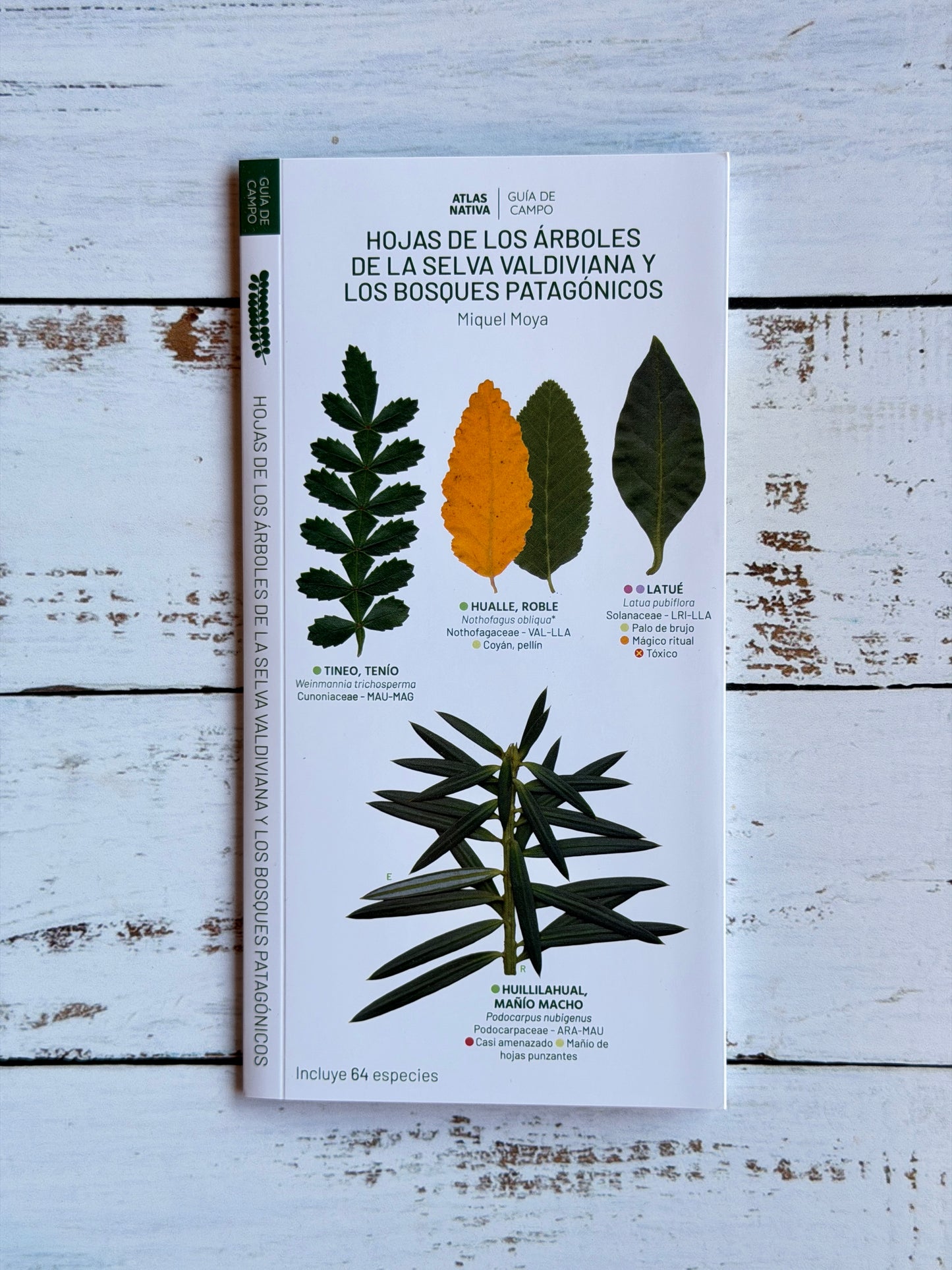 Guía plegable: Hojas de los árboles de la selva valdiviana y los bosques patagónicos