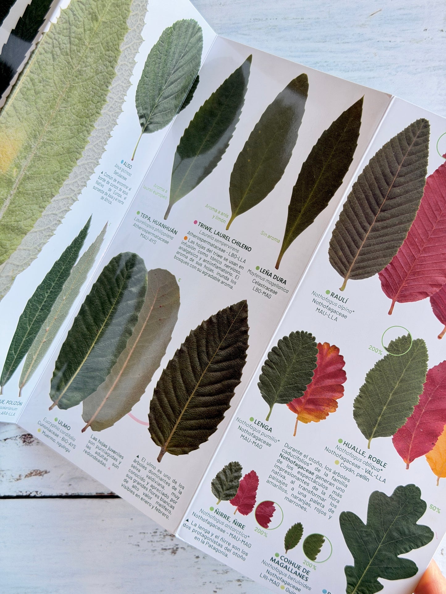 Guía plegable: Hojas de los árboles de la selva valdiviana y los bosques patagónicos