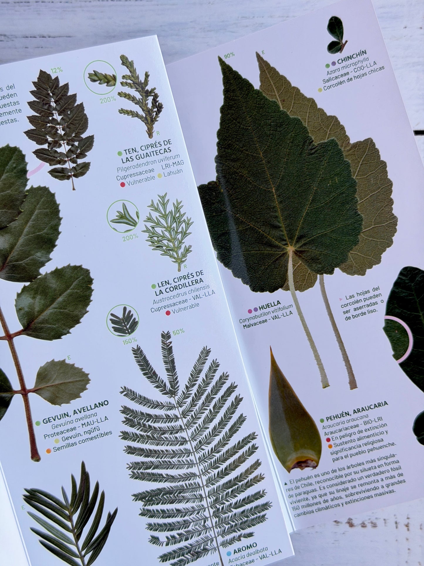 Guía plegable: Hojas de los árboles de la selva valdiviana y los bosques patagónicos