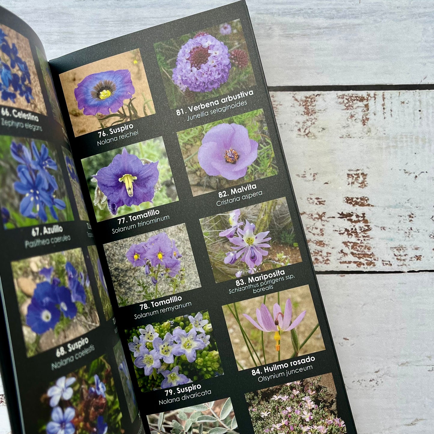 Los colores del desierto. Guía de flores