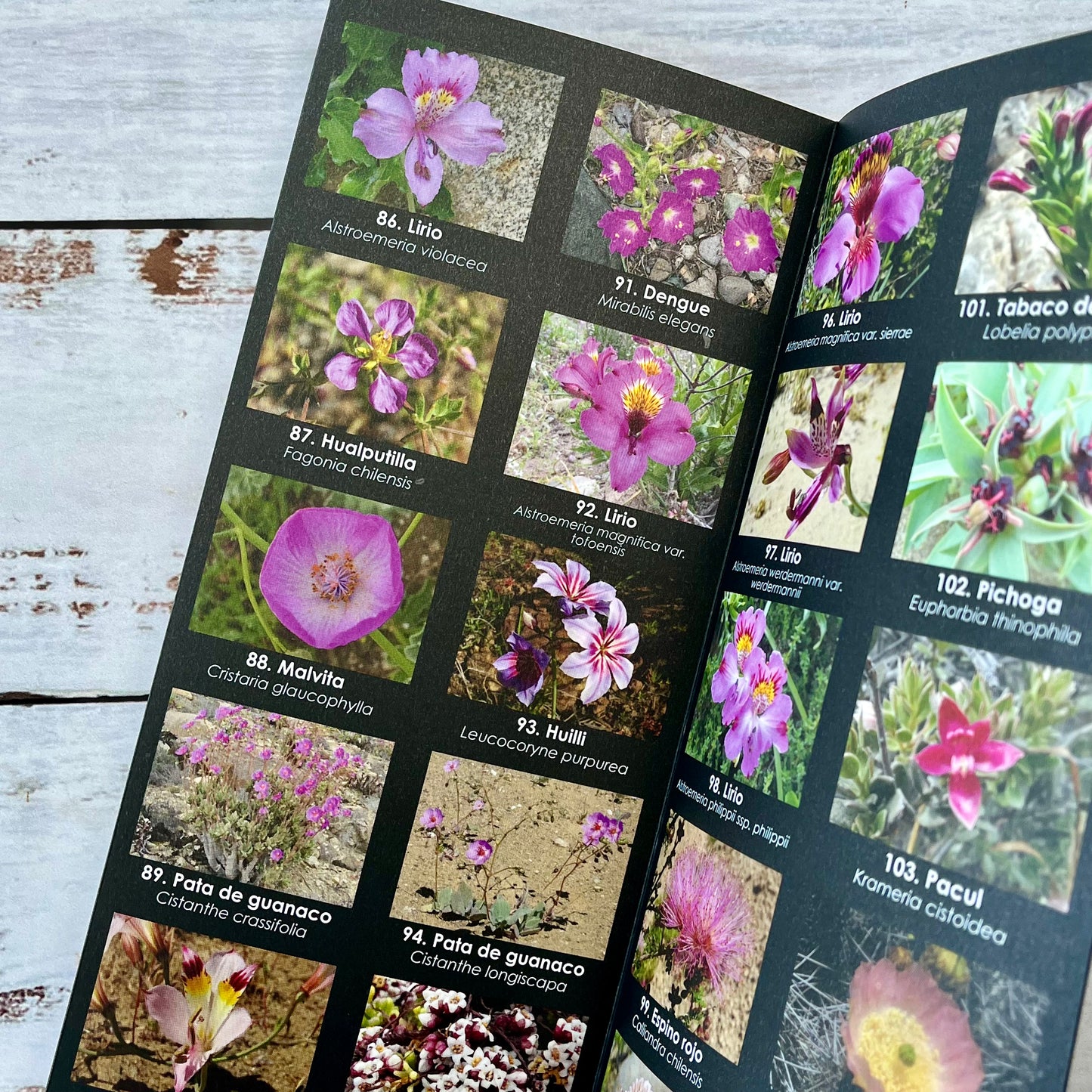 Los colores del desierto. Guía de flores
