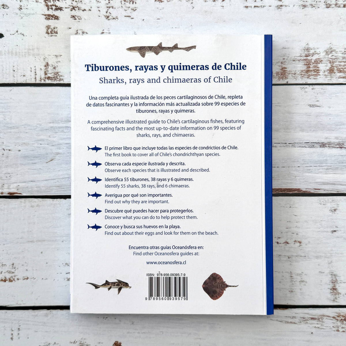 Tiburones, rayas y quimeras de Chile (2025)