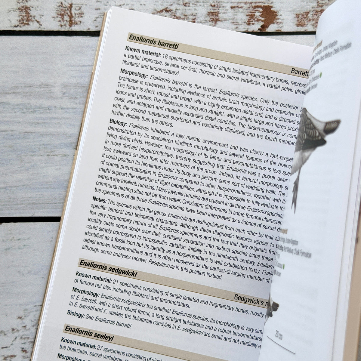 Birds of the Mesozoic. An illustrated field guide.