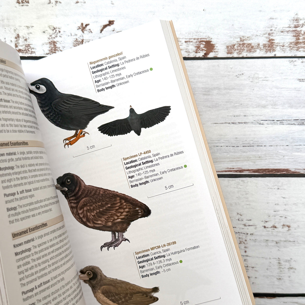 Birds of the Mesozoic. An illustrated field guide.
