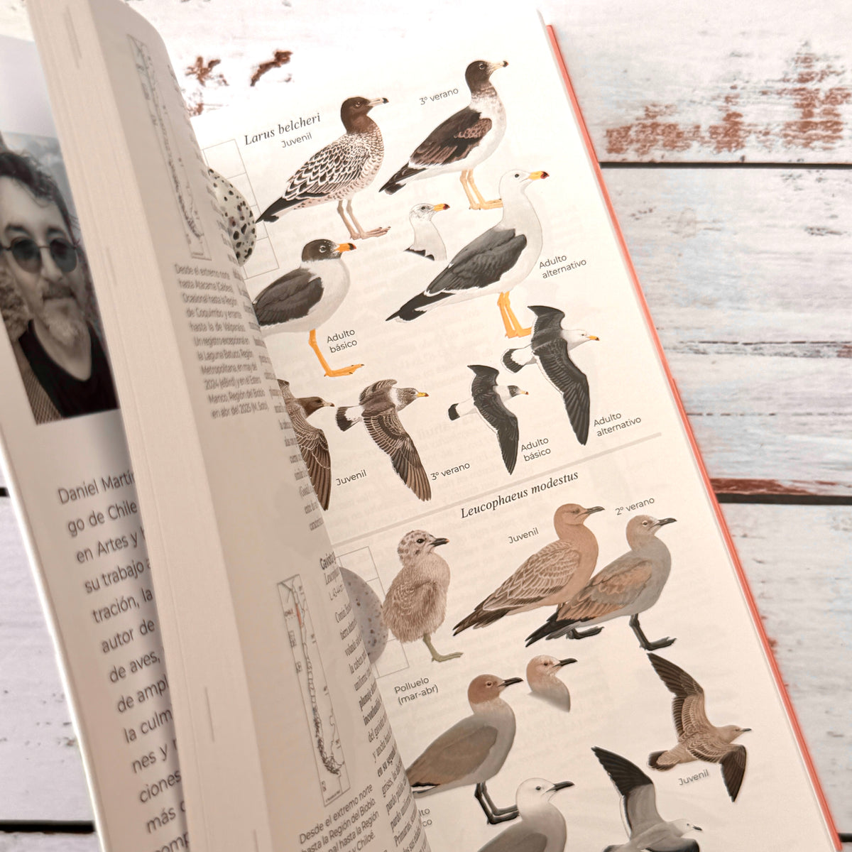 Aves de Chile. Guía de campo. Segunda Edición (2026)