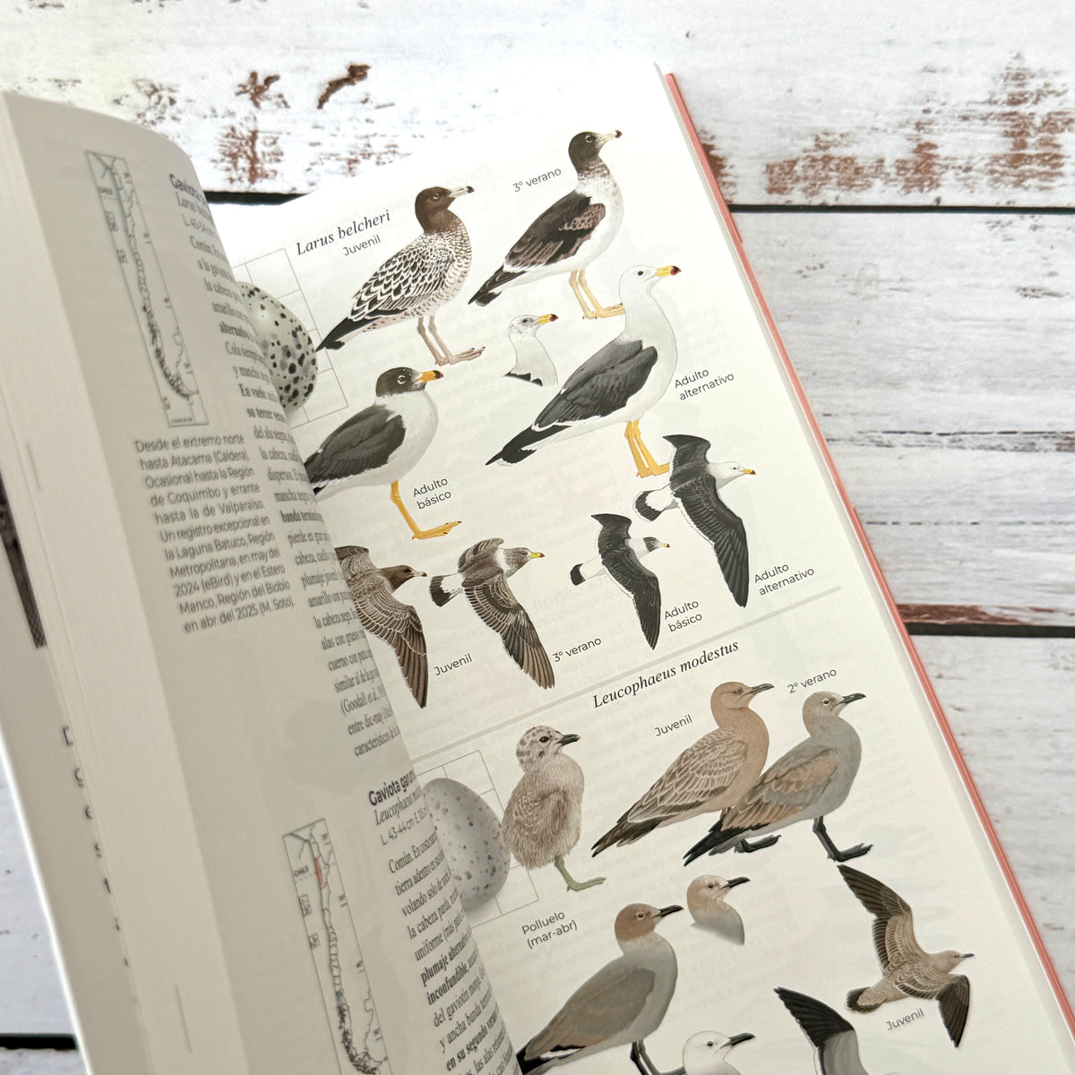 Aves de Chile. Guía de campo. Segunda Edición (2026)