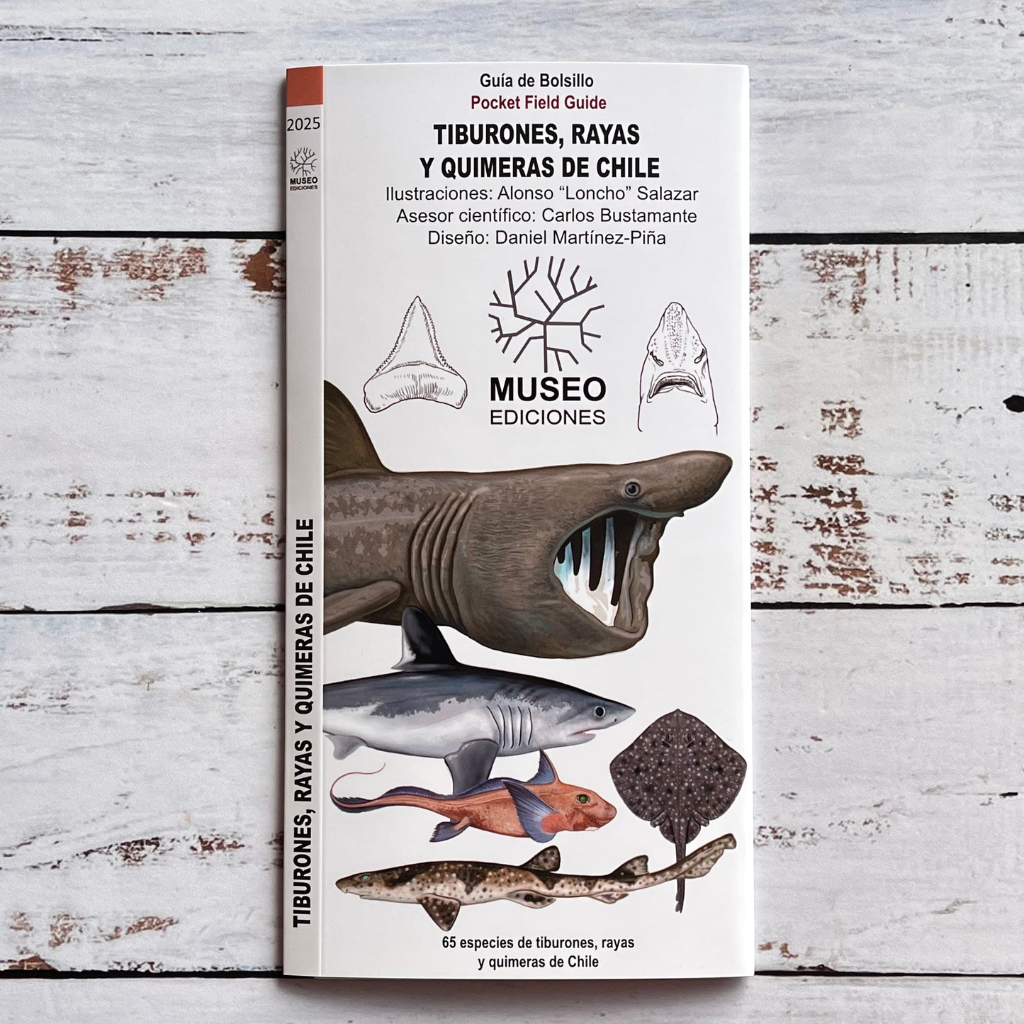 Guía plegable: Tiburones, Rayas y Quimeras de Chile
