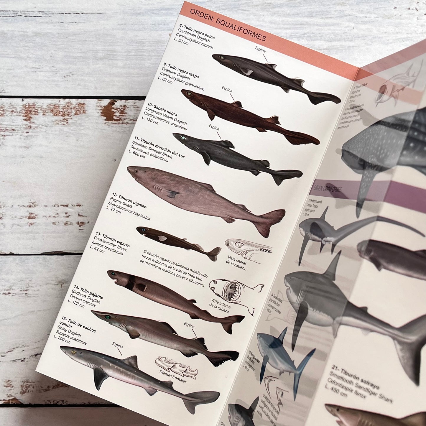 Guía plegable: Tiburones, Rayas y Quimeras de Chile