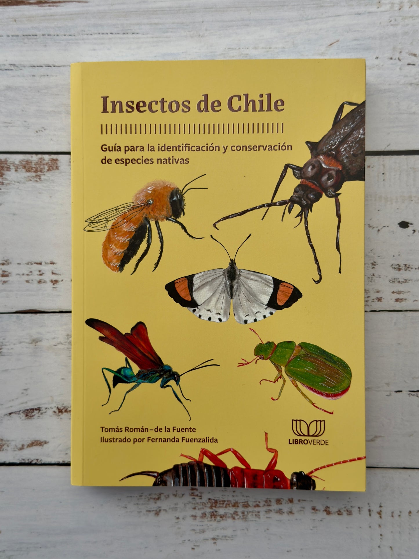 Insectos de Chile. Guía para la identificación y conservación de especies nativas.