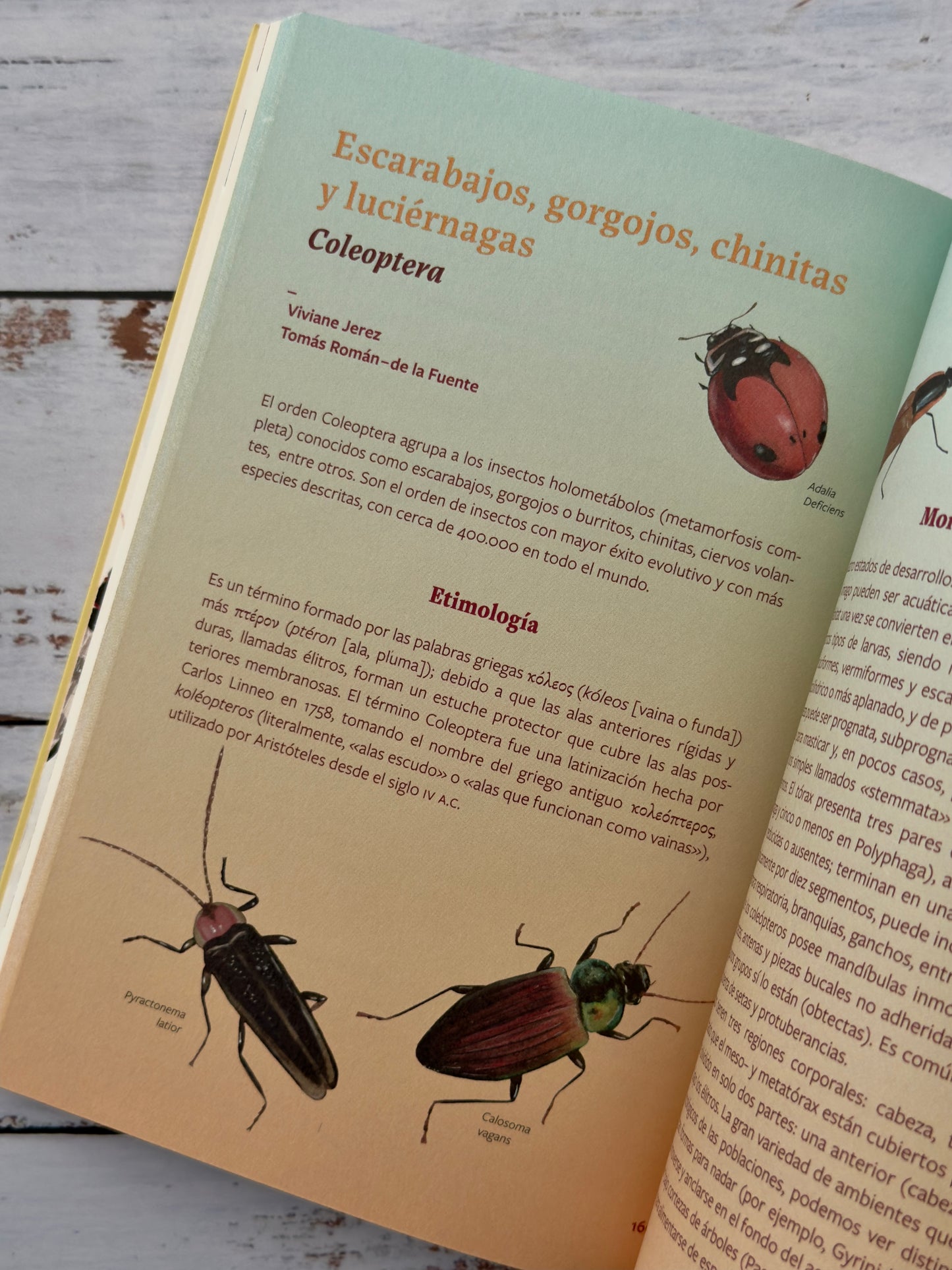 Insectos de Chile. Guía para la identificación y conservación de especies nativas.