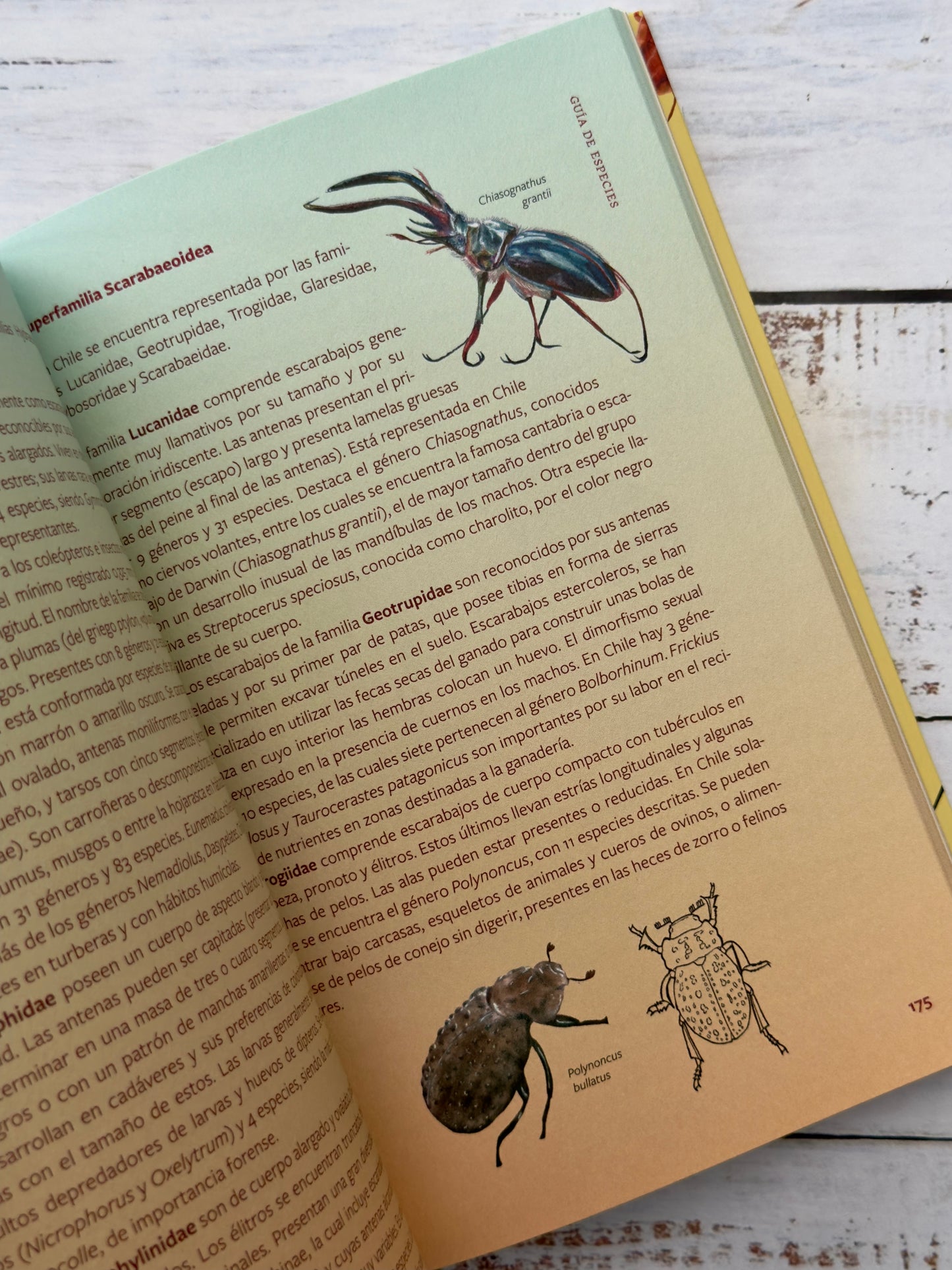 Insectos de Chile. Guía para la identificación y conservación de especies nativas.
