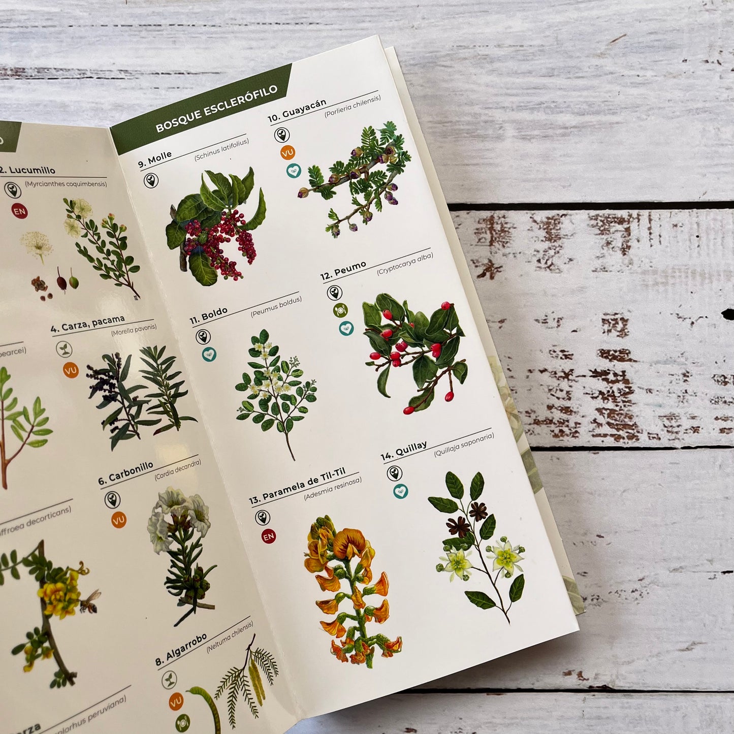 Guía plegble: Flora de los bosques de Chile