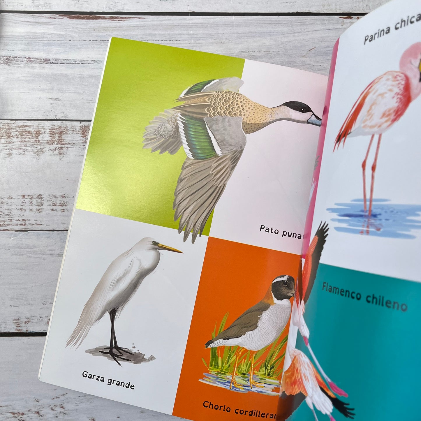 Mi primer libro de aves chilenas
