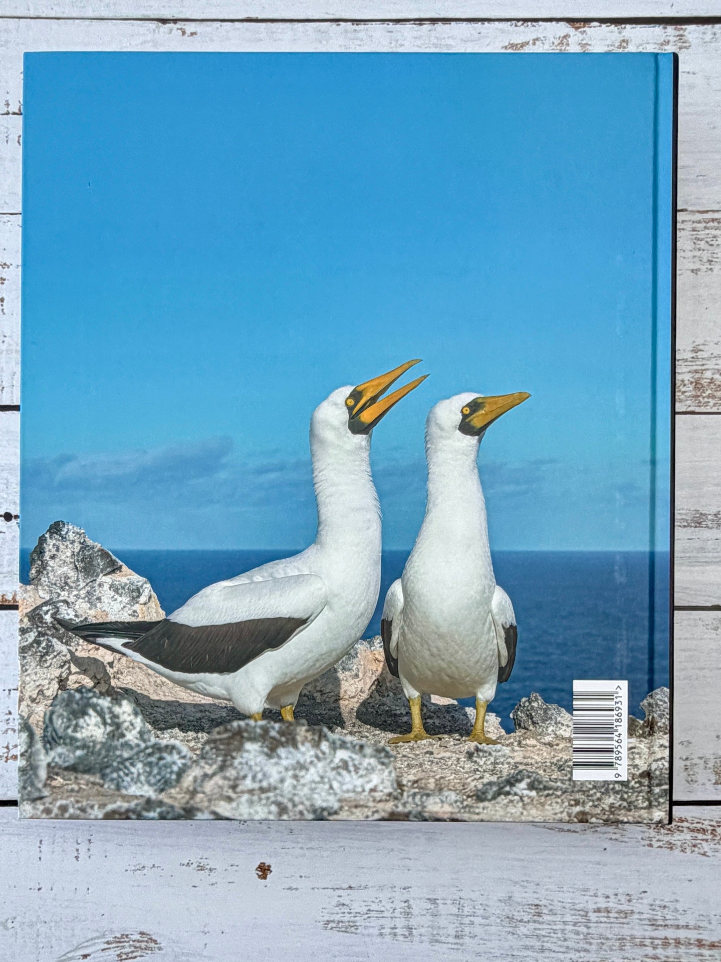 365 Birds of Chile