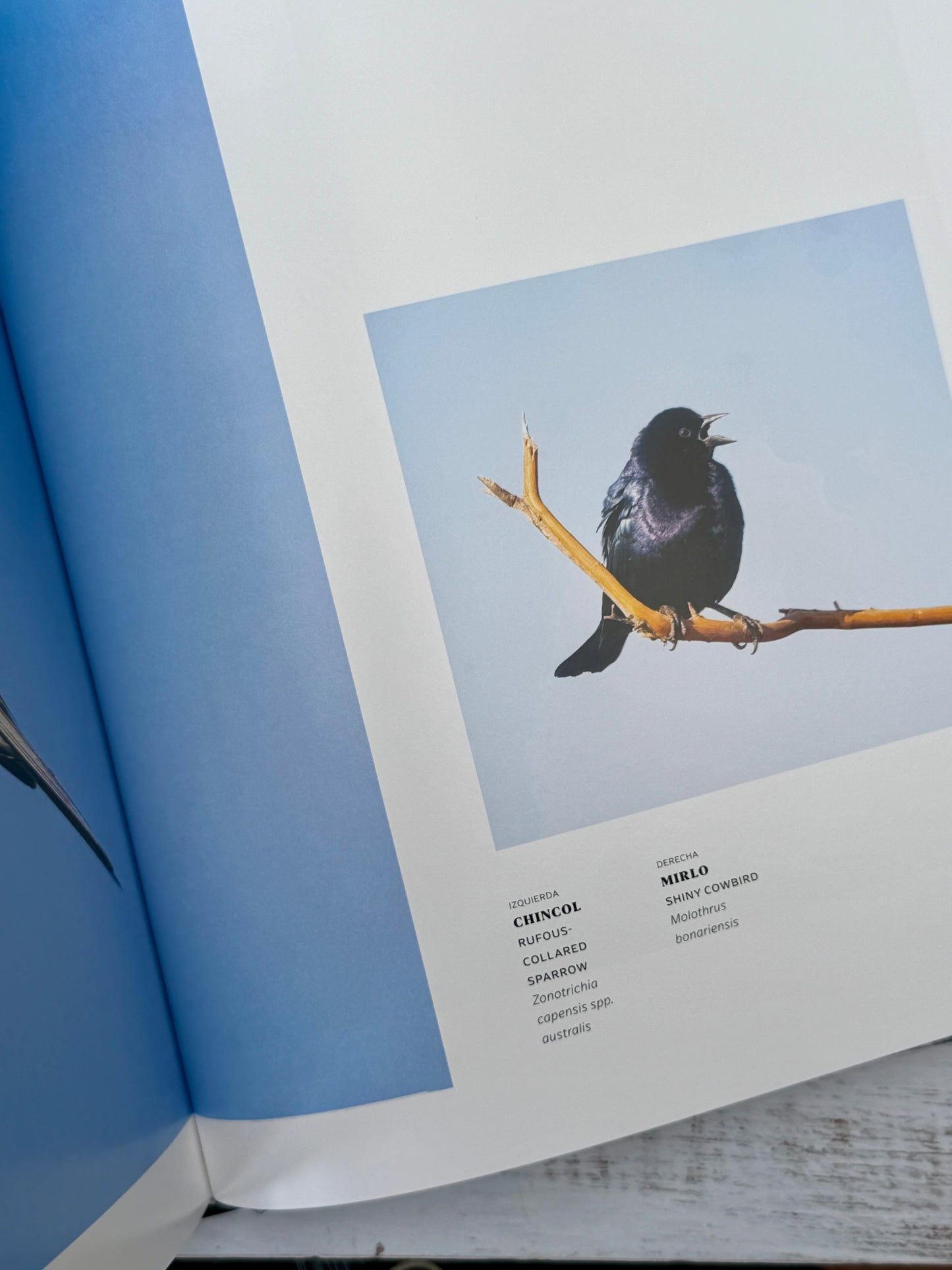 365 Birds of Chile