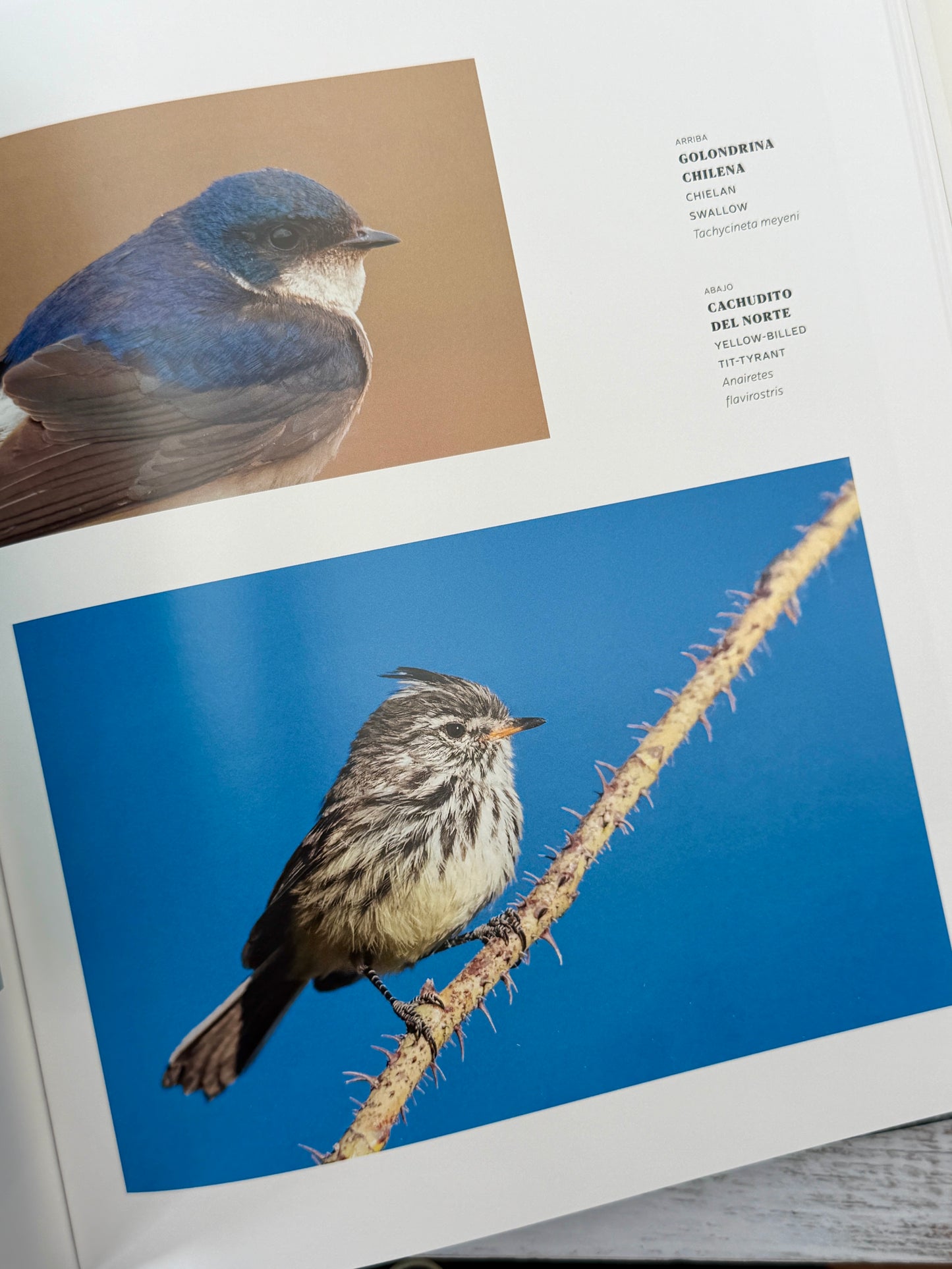365 Birds of Chile
