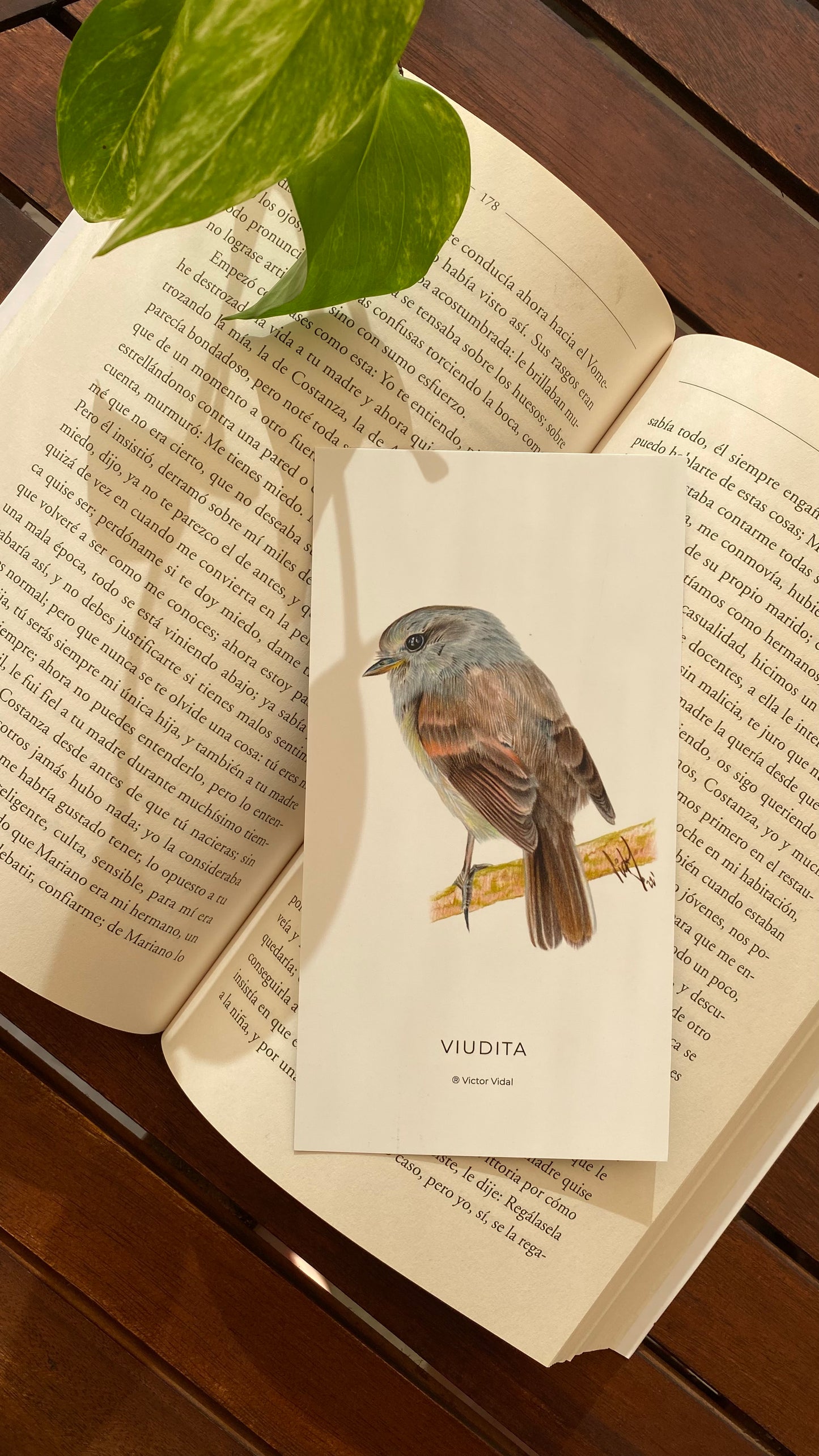 Marcador de páginas: Viudita